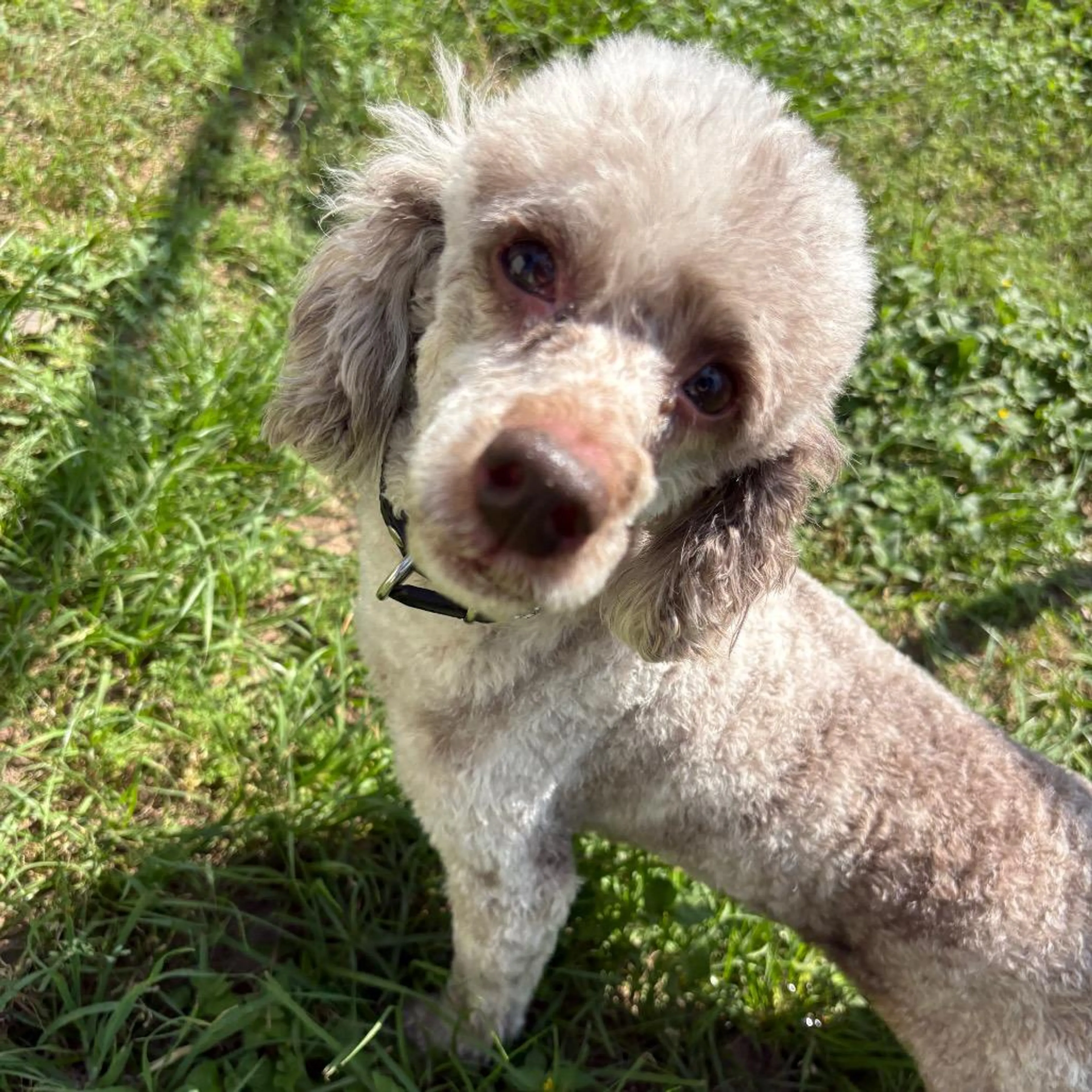 Found pet-4