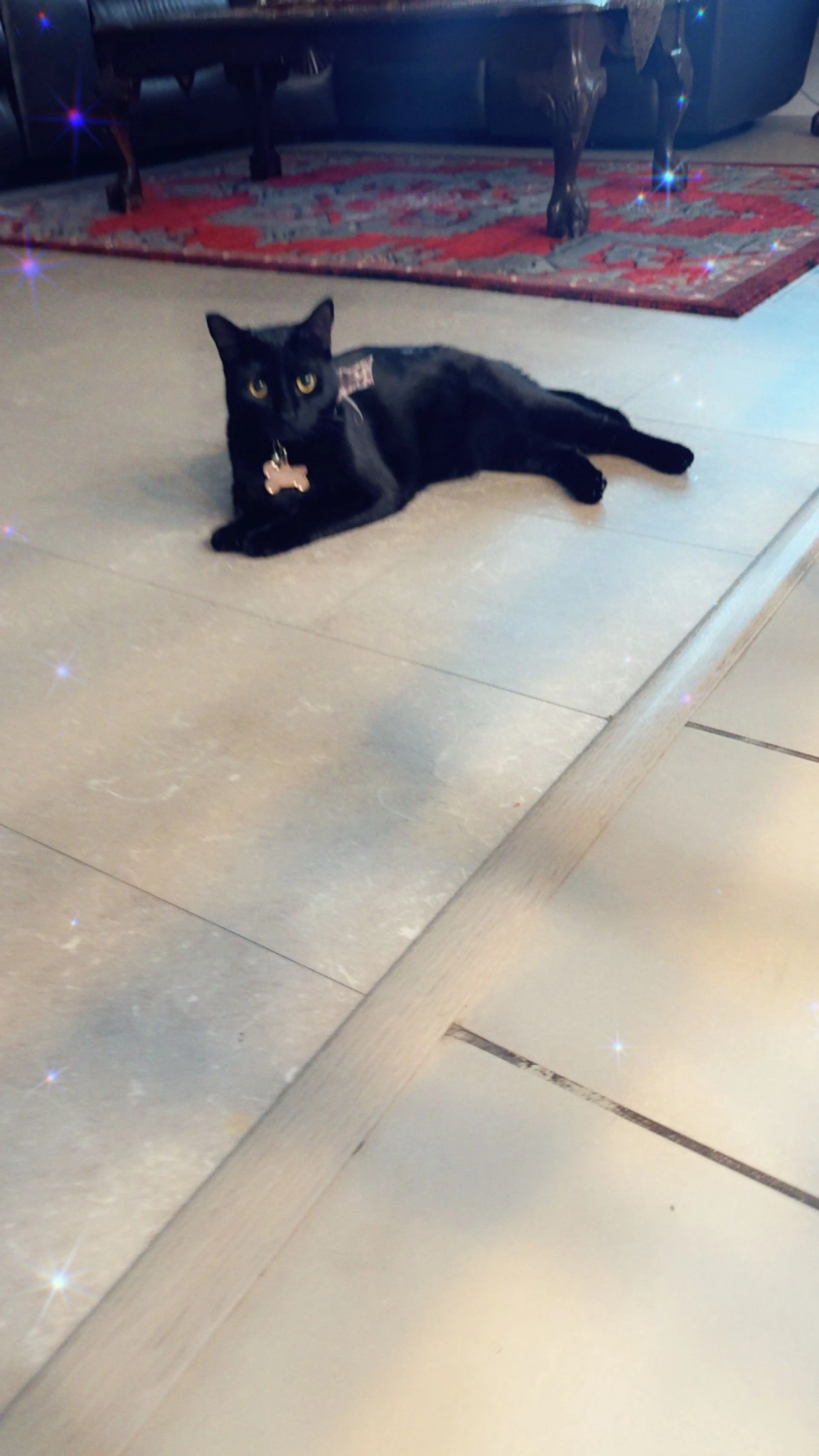 Lost pet