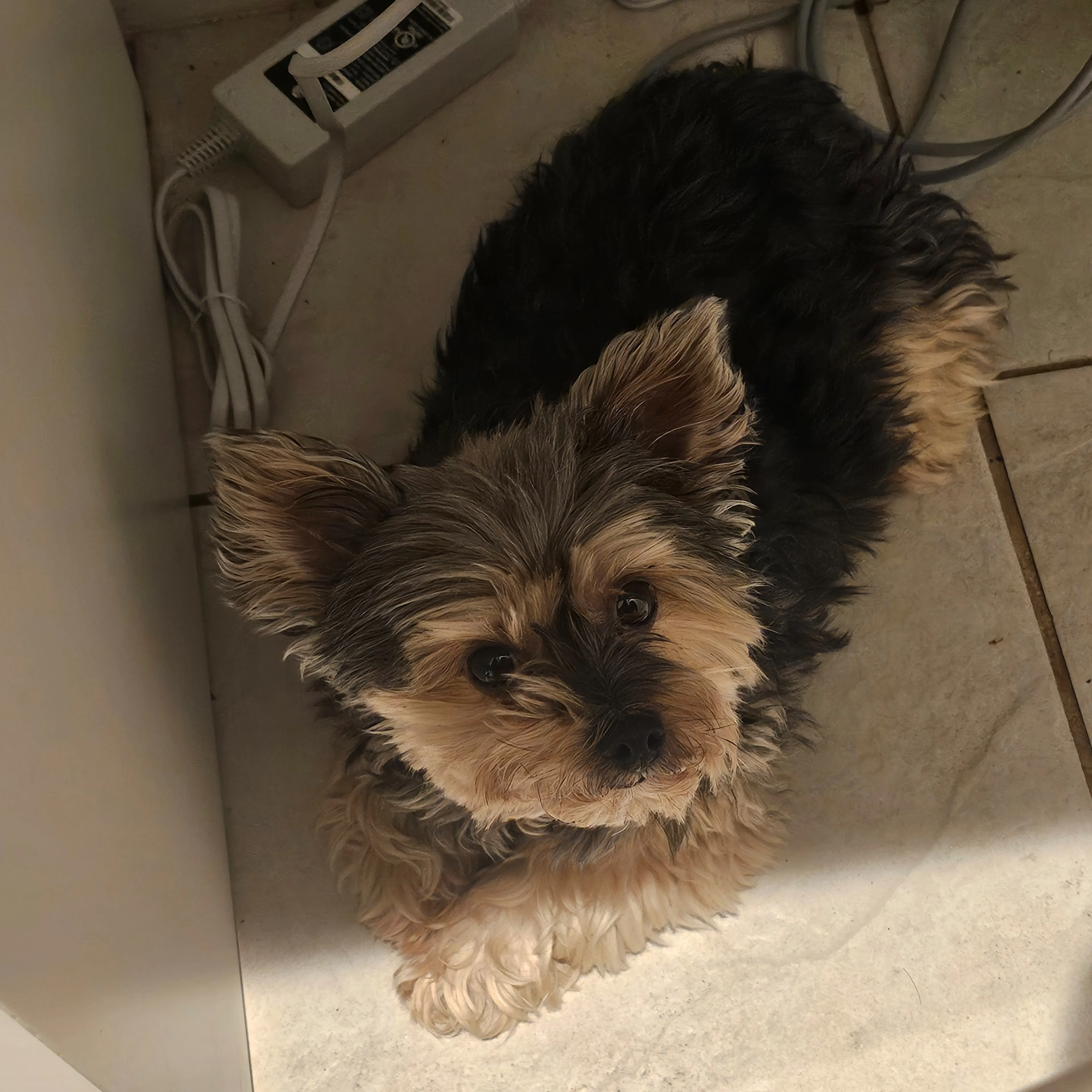 Lost pet-0