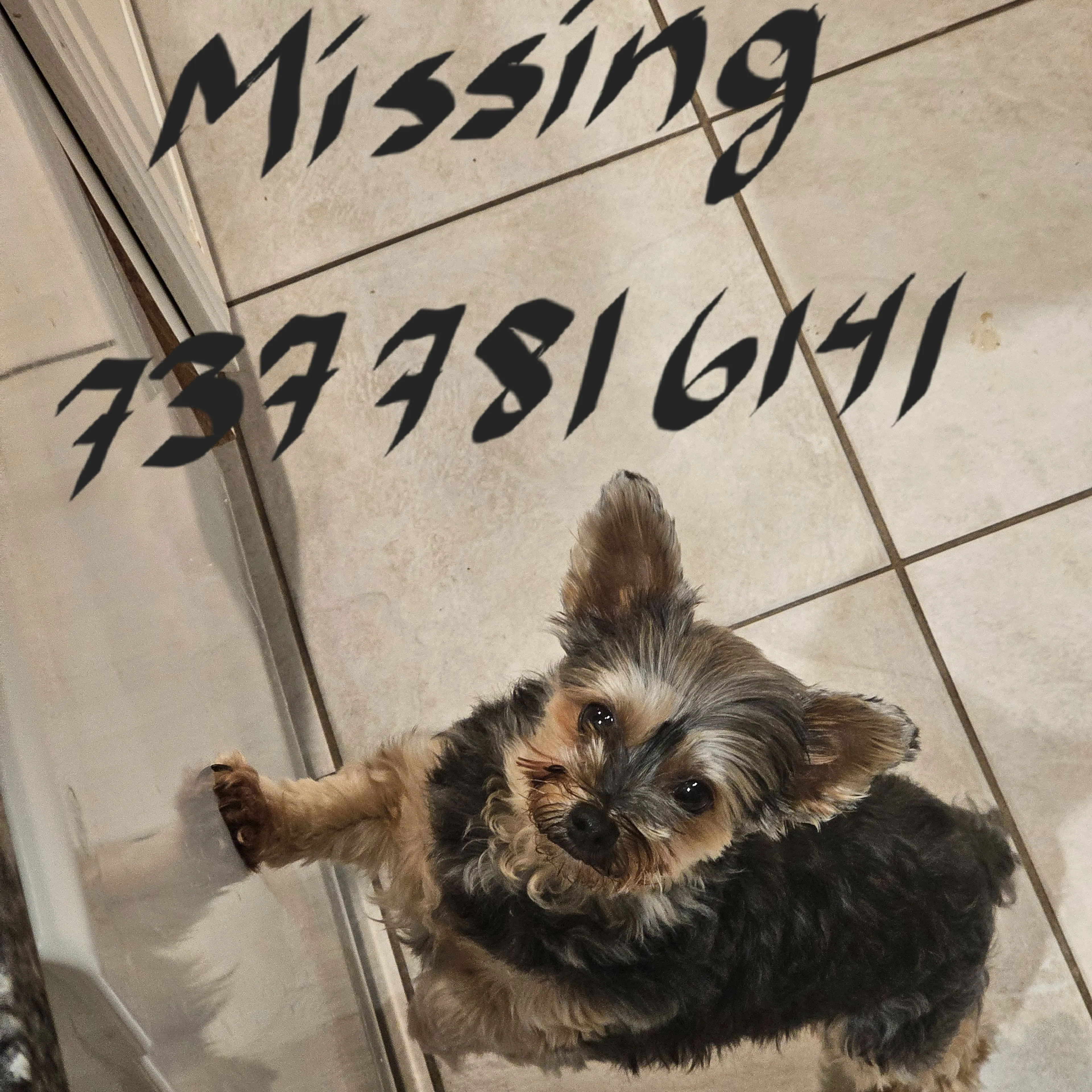 Lost pet-3