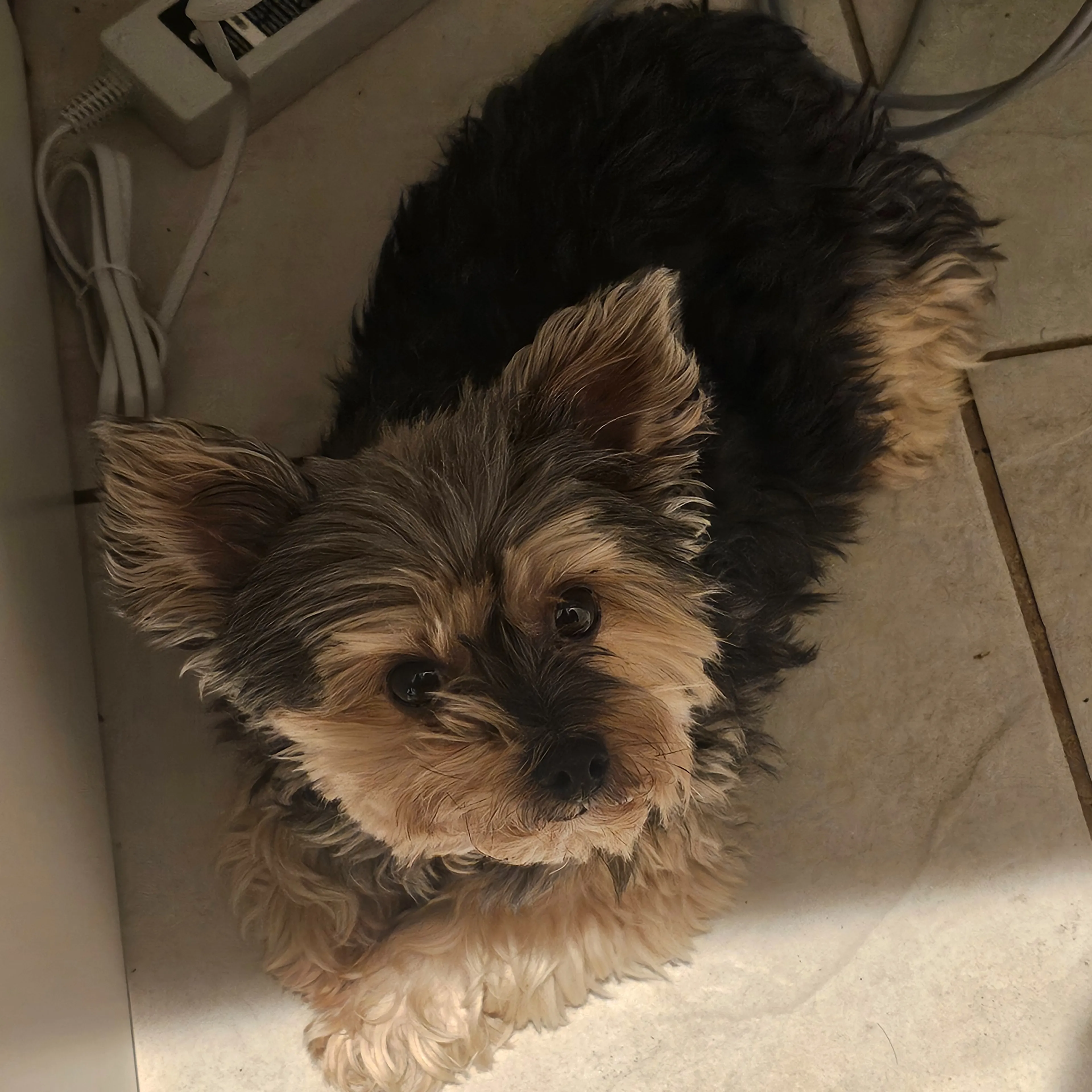 Lost pet-2