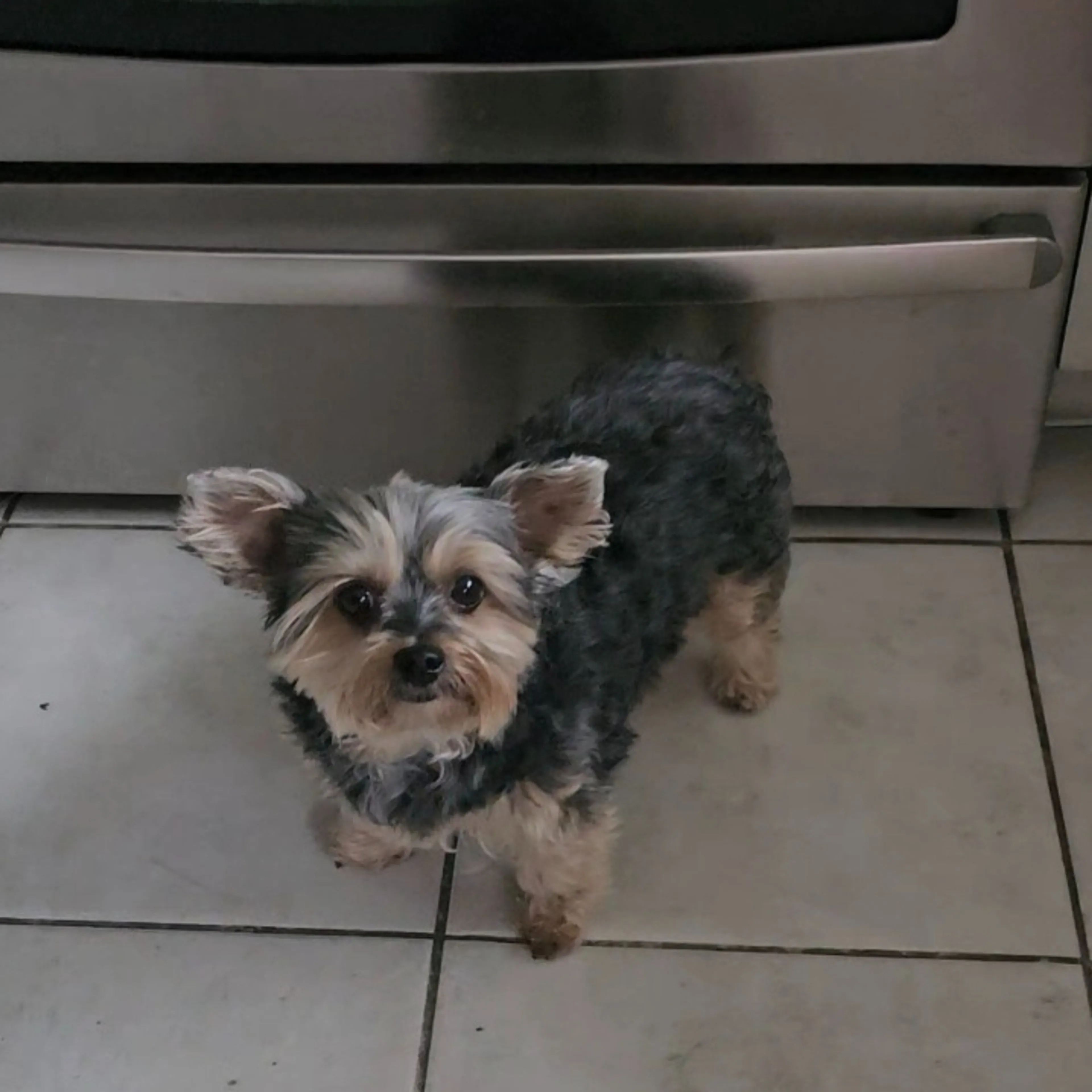 Lost pet-1