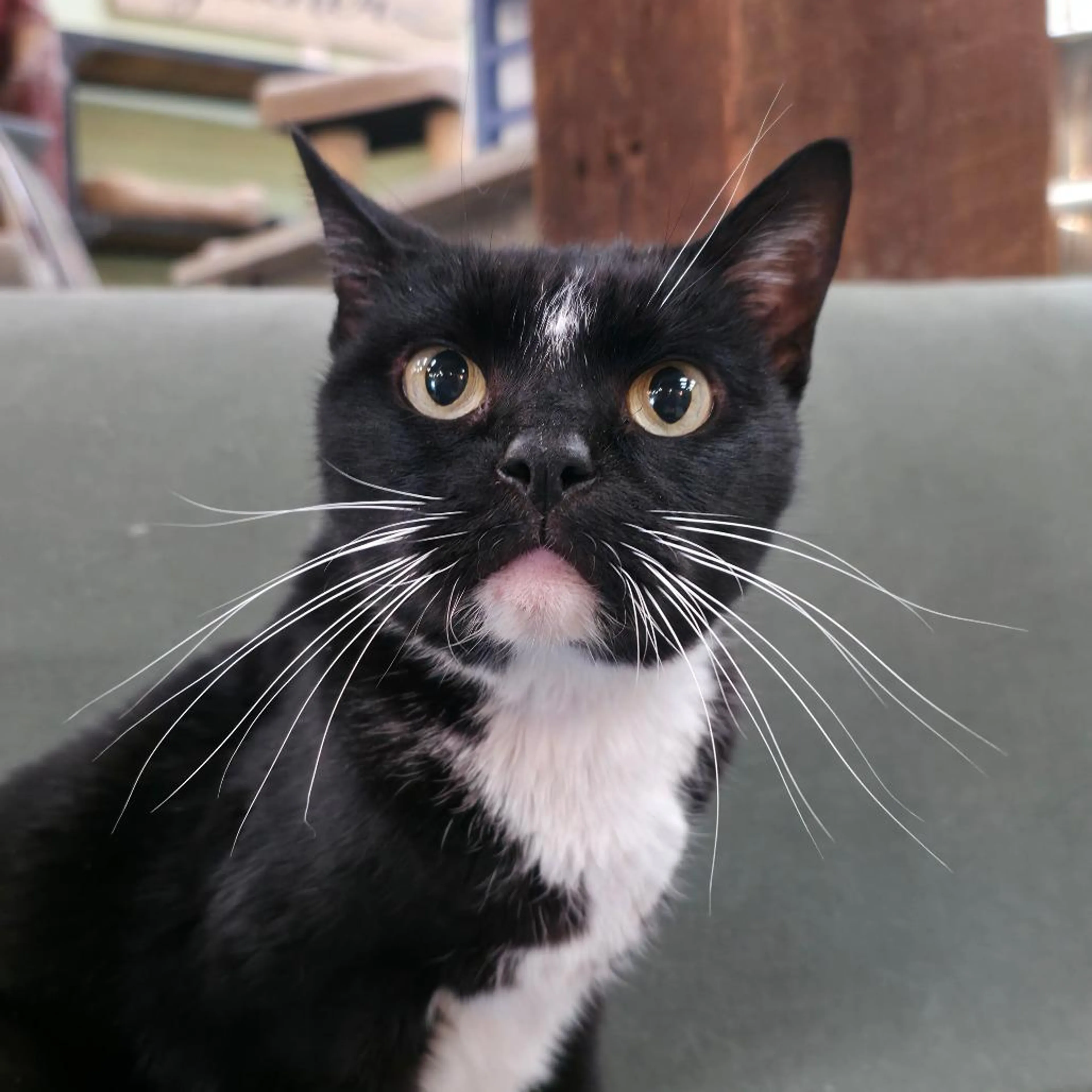 Found pet-1