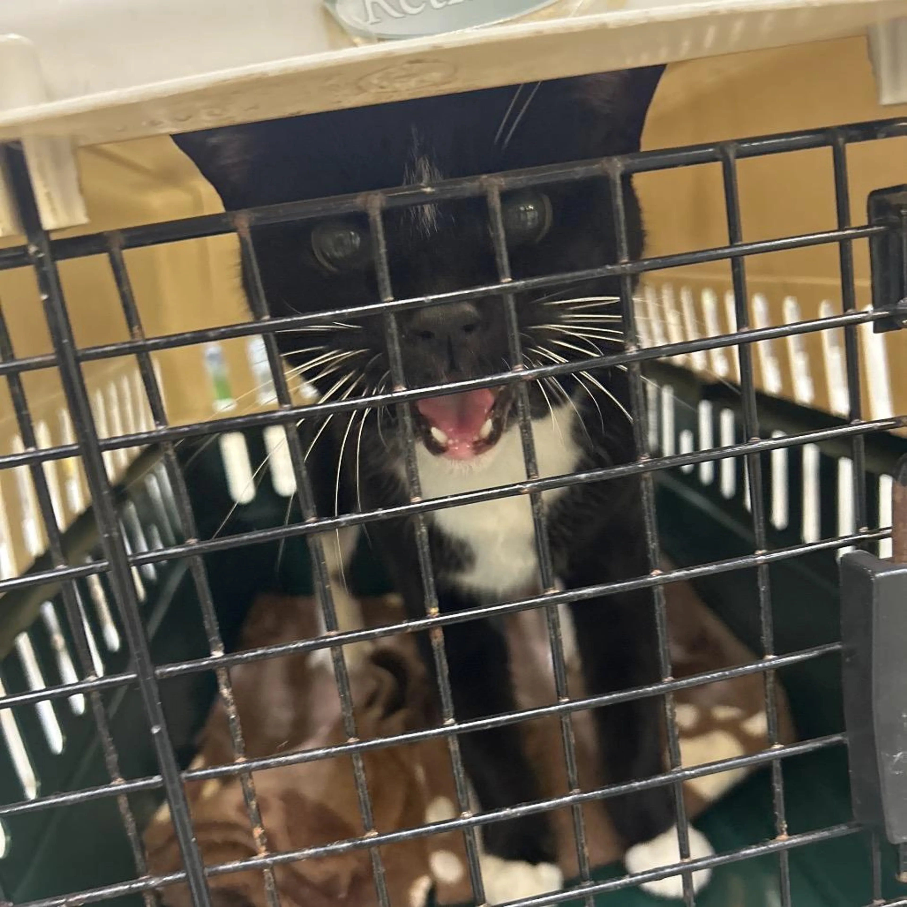Found pet-0