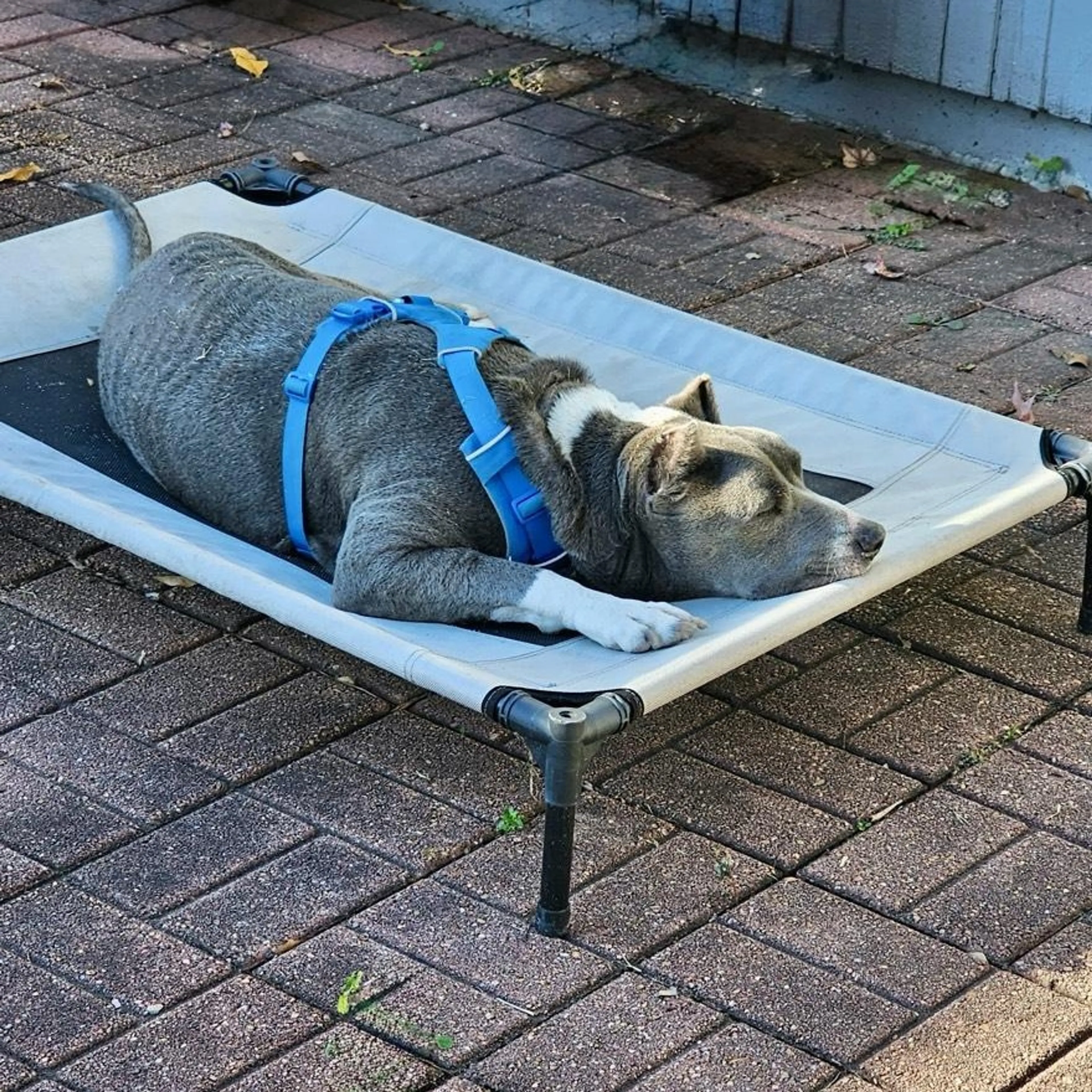 Found pet-2
