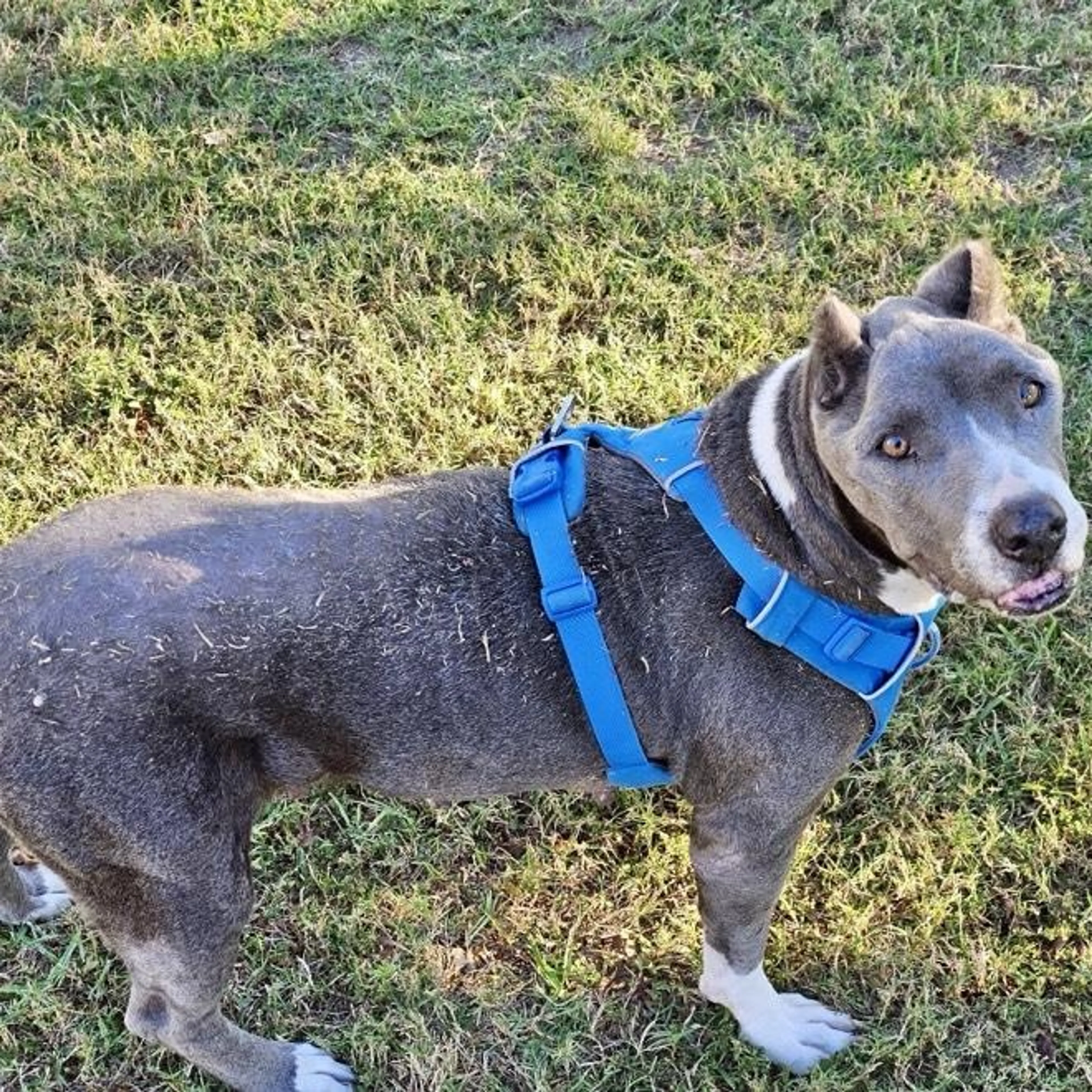 Found pet-1