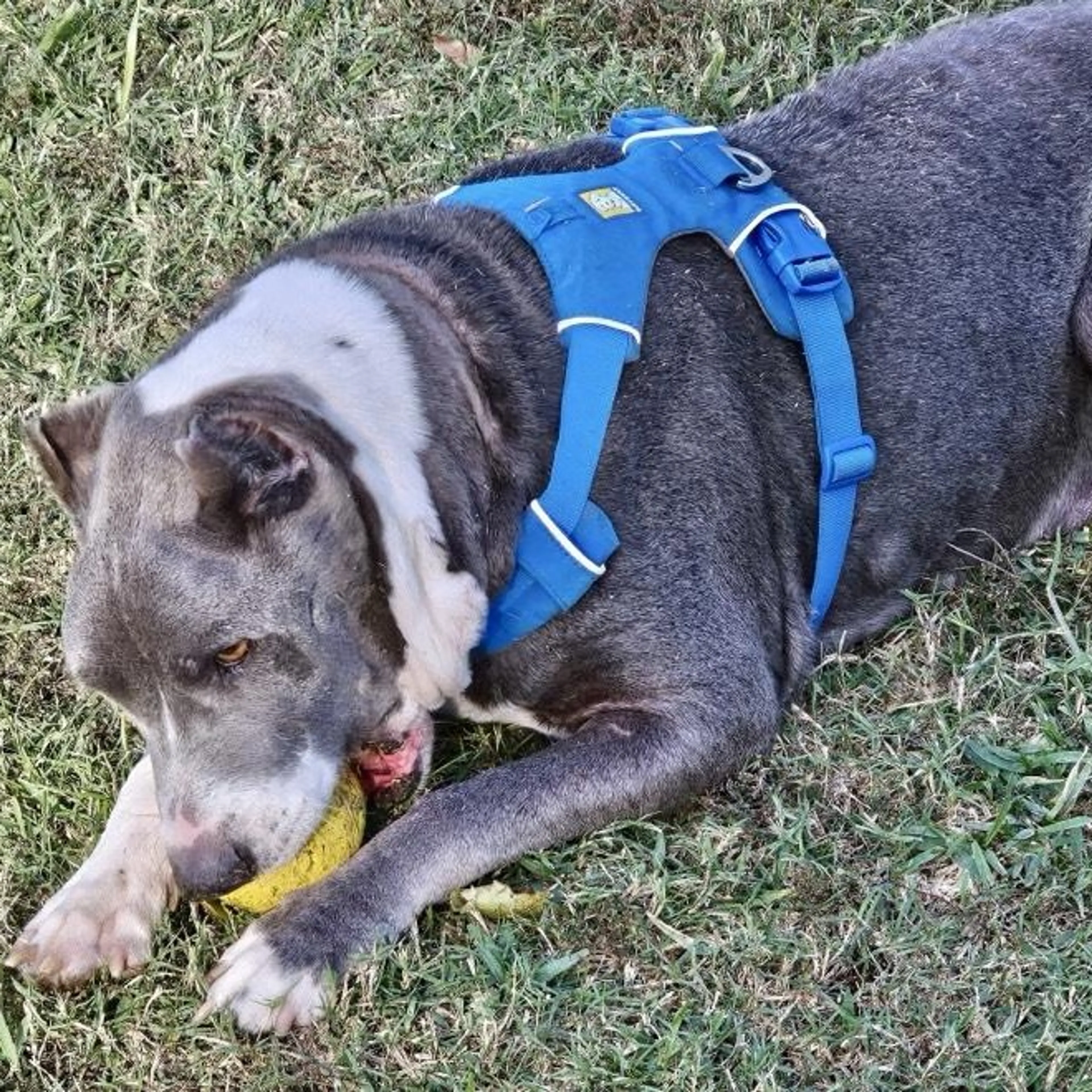 Found pet-3