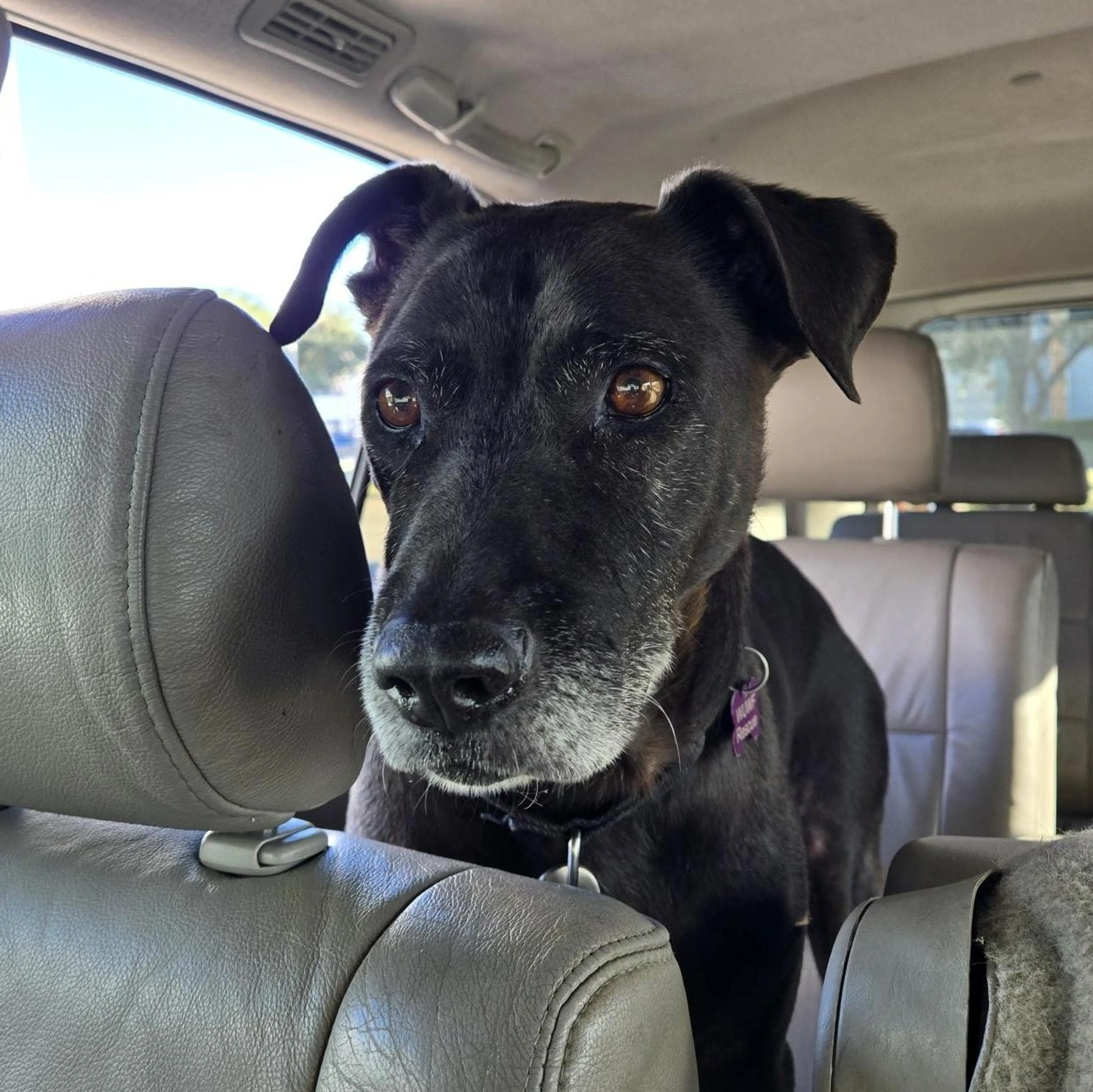 Found pet-1