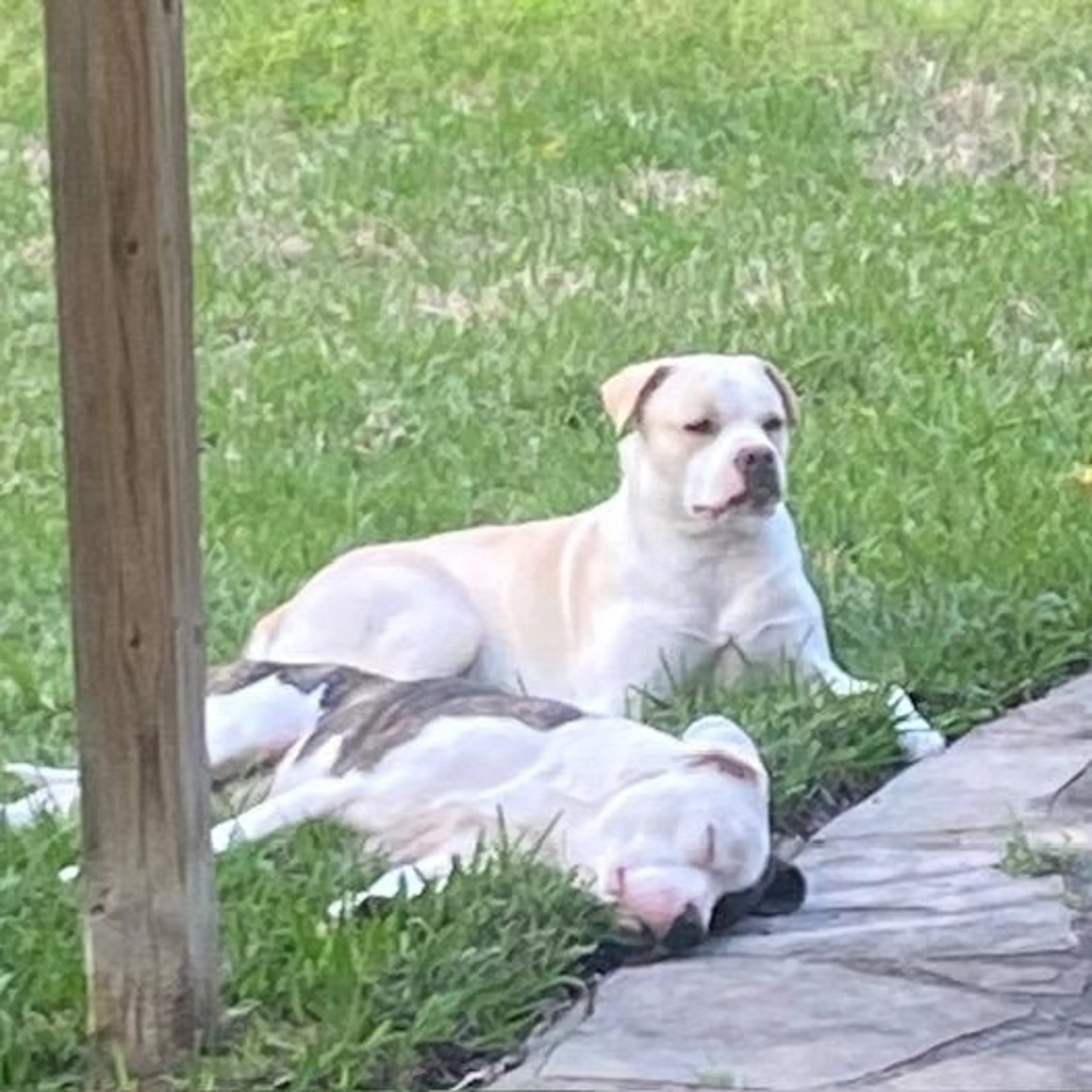 Found pet-2