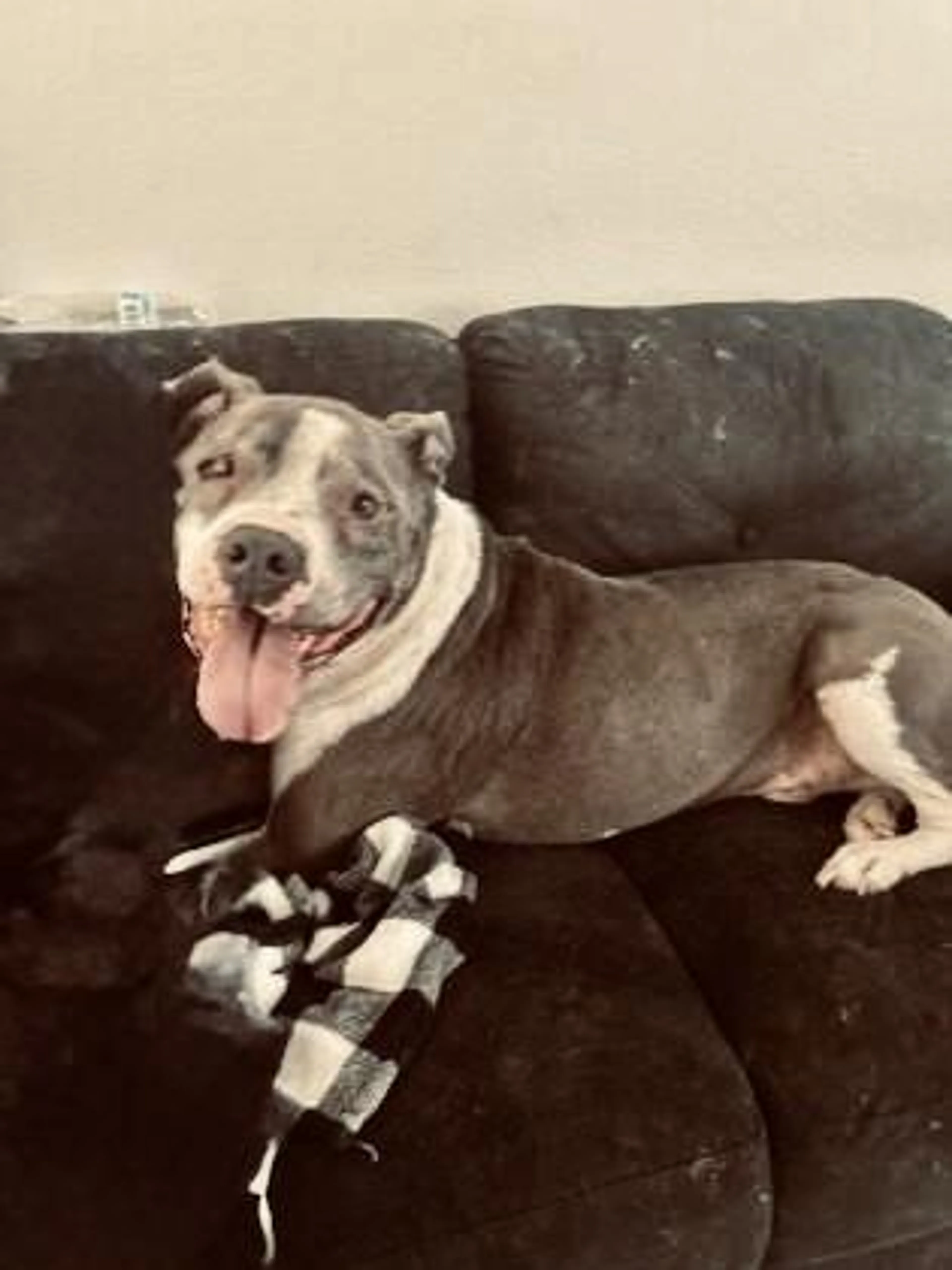 Found pet