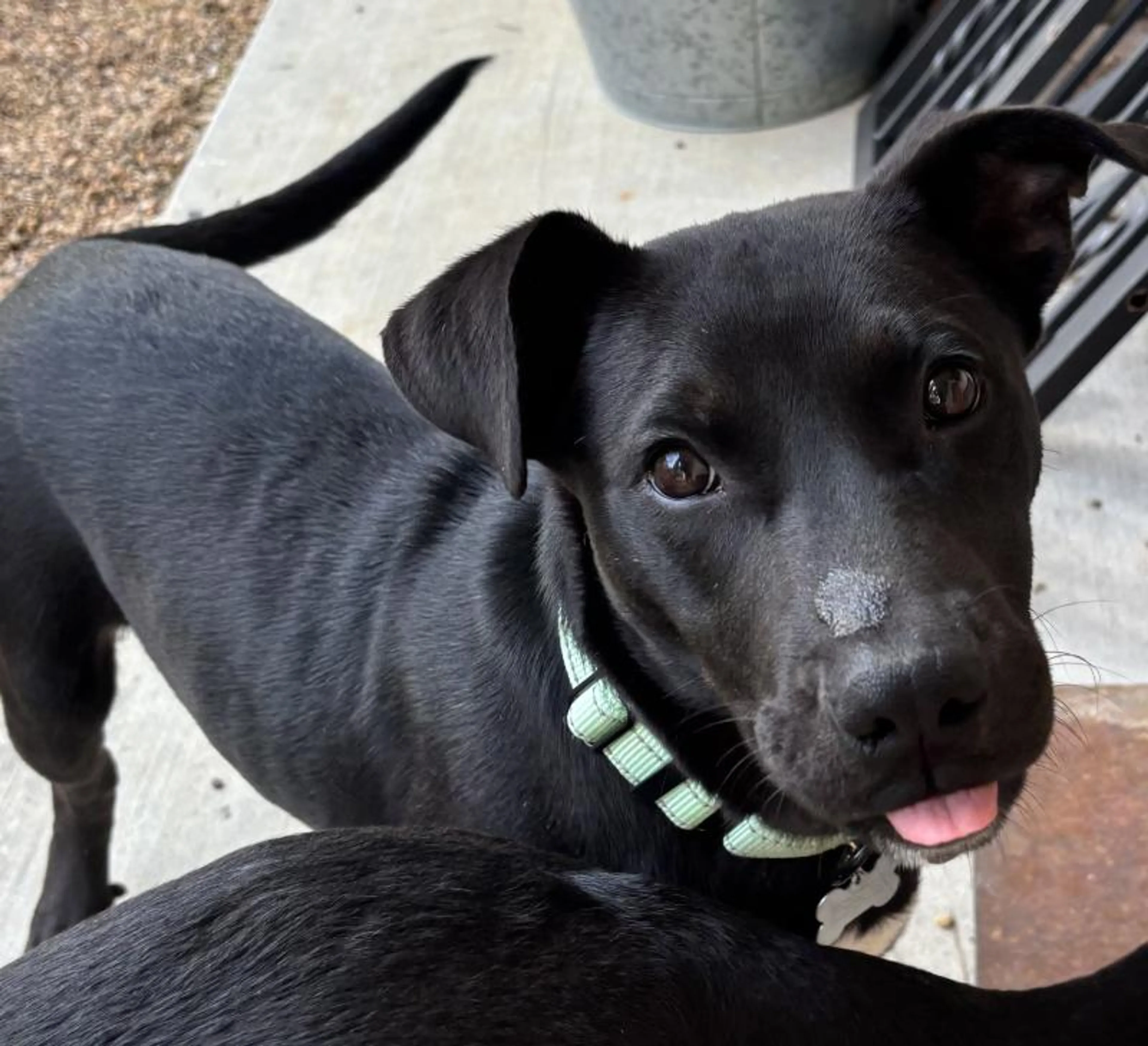 Found pet-1