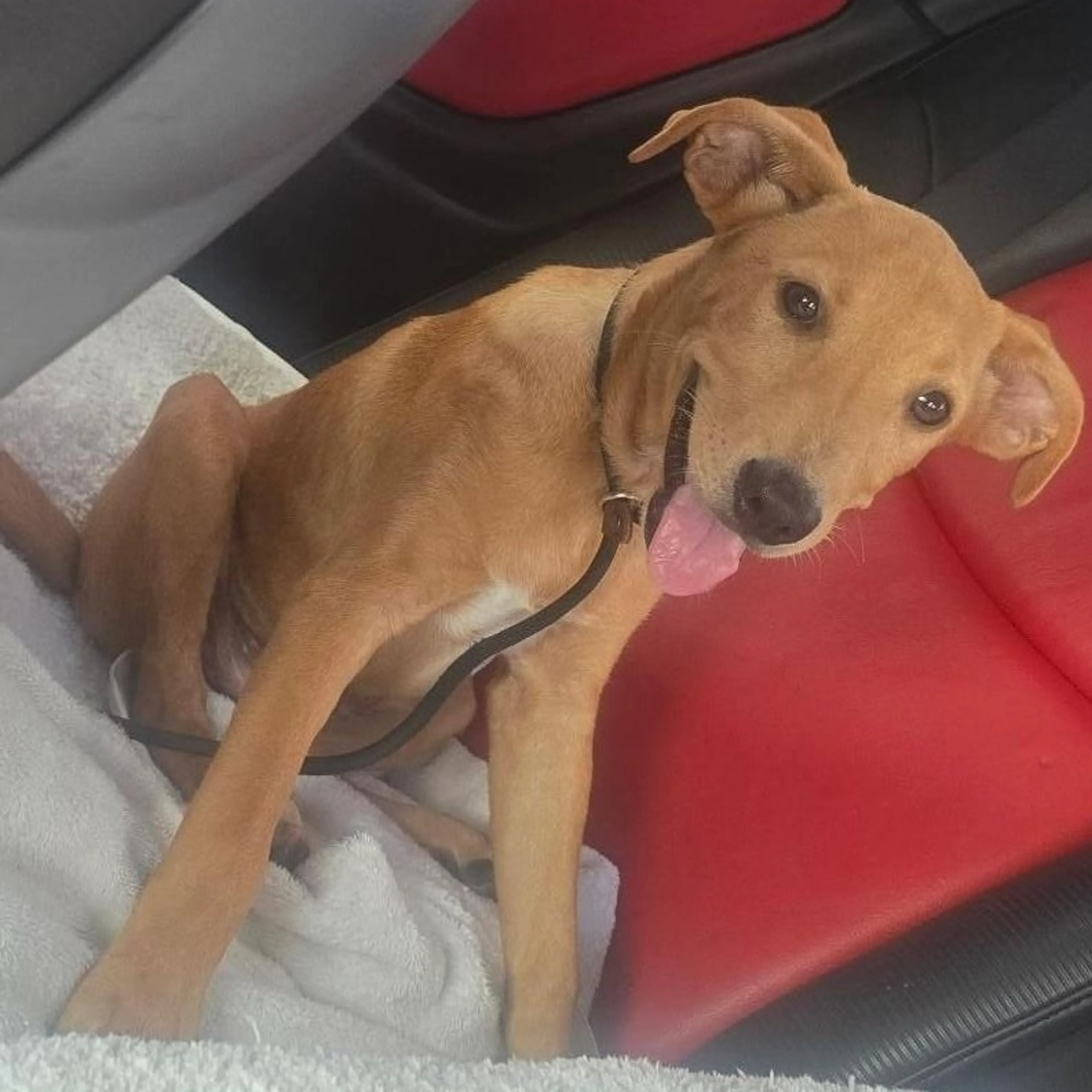 Found pet-2