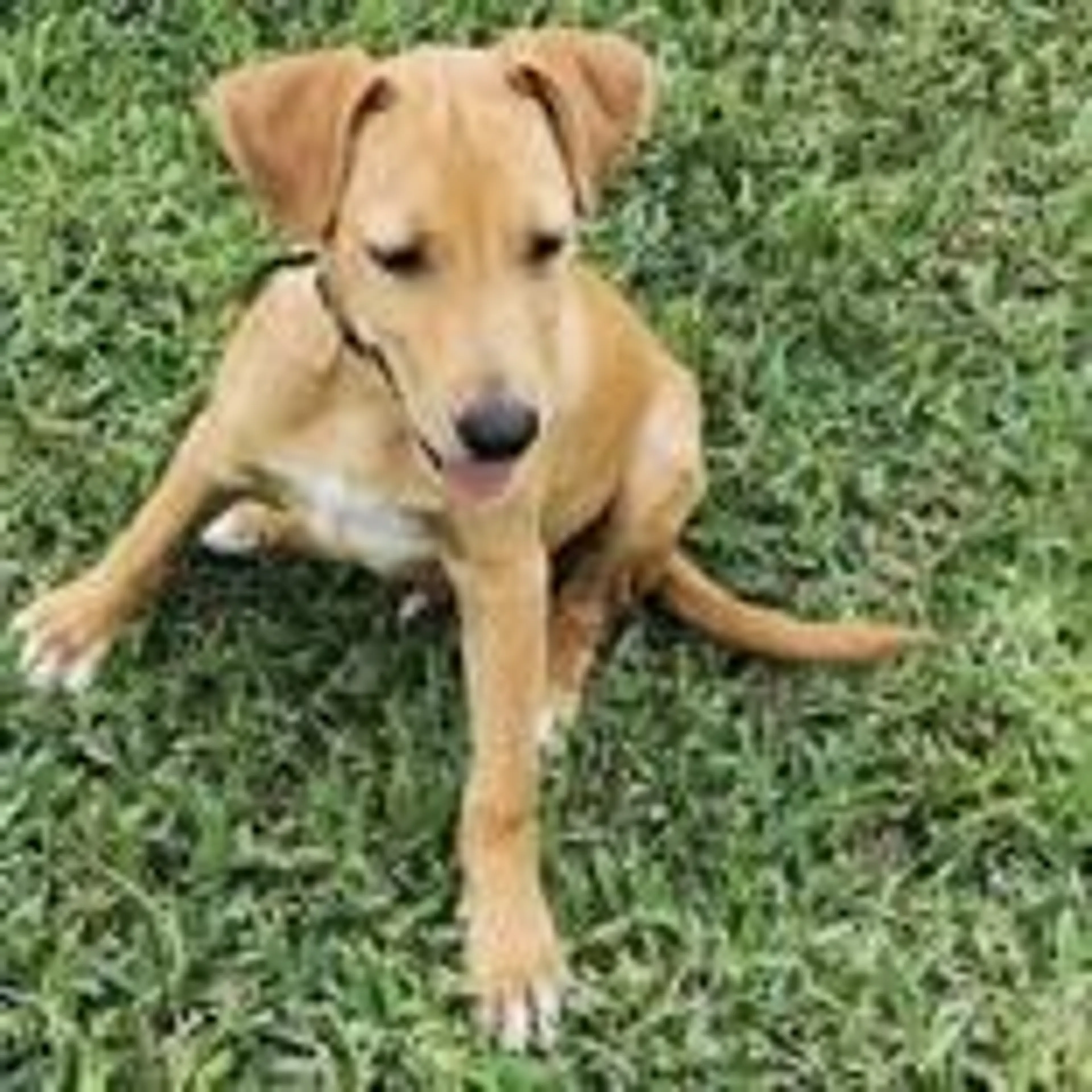 Found pet-1