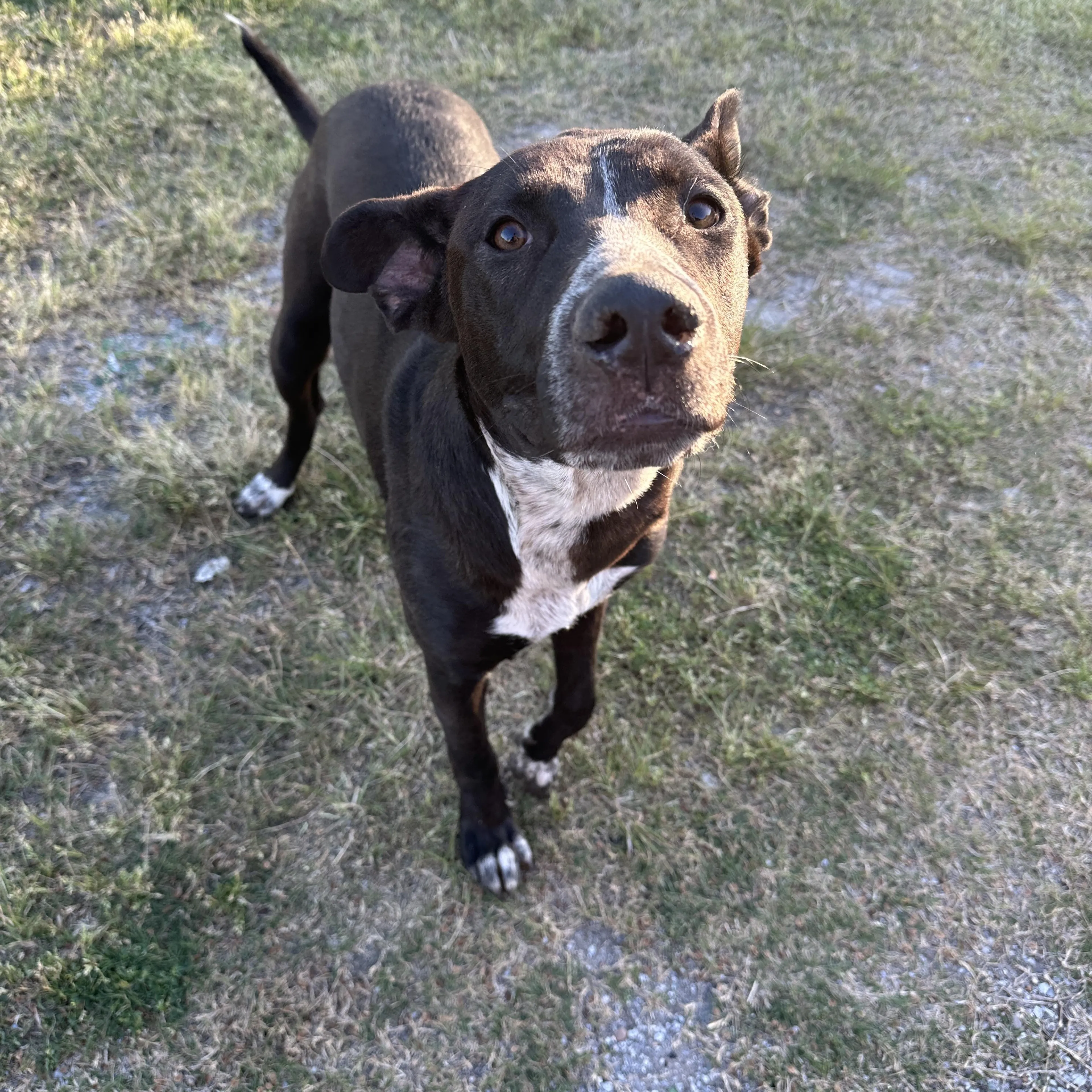Found pet-1