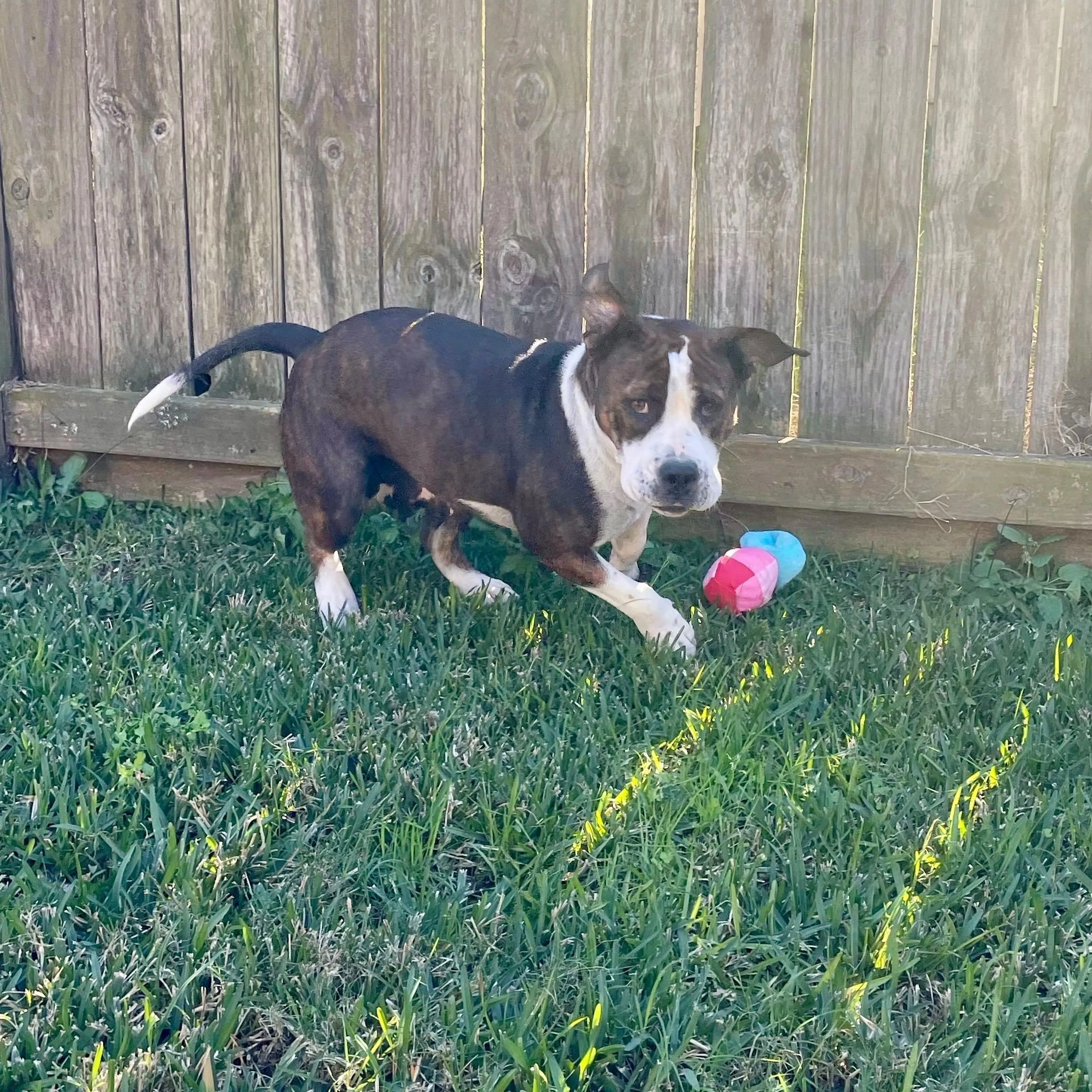 Found pet-1