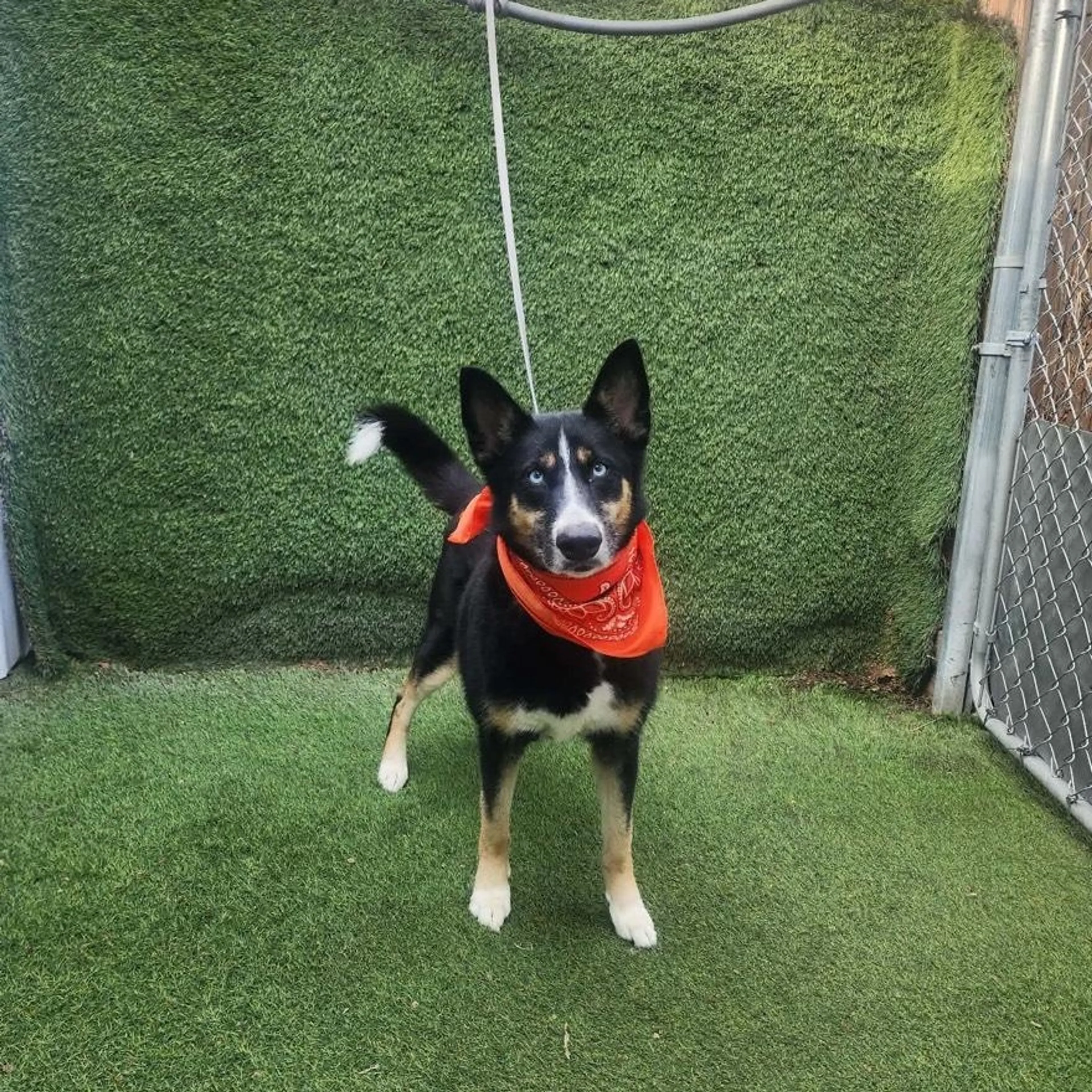 Found pet-2