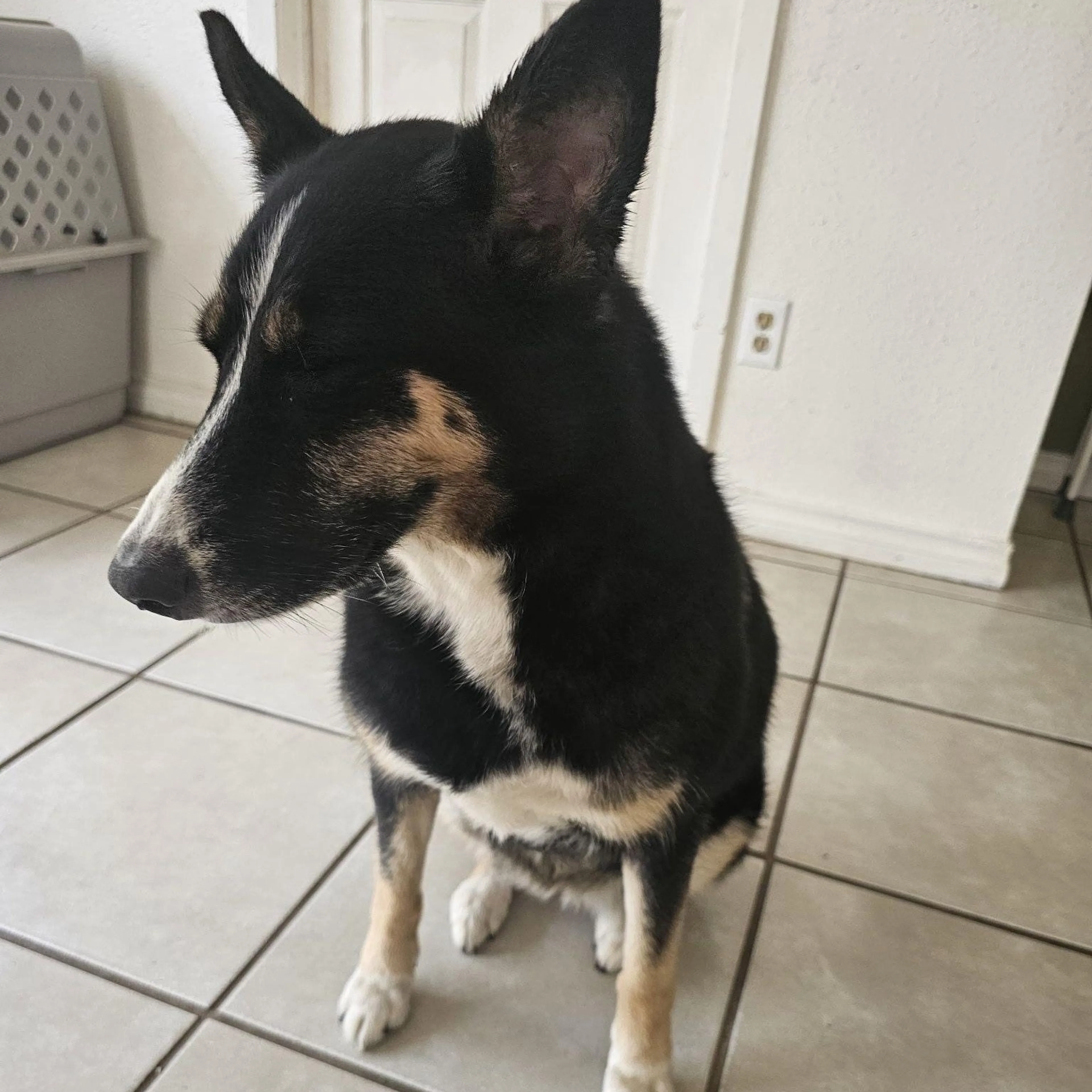 Found pet-1