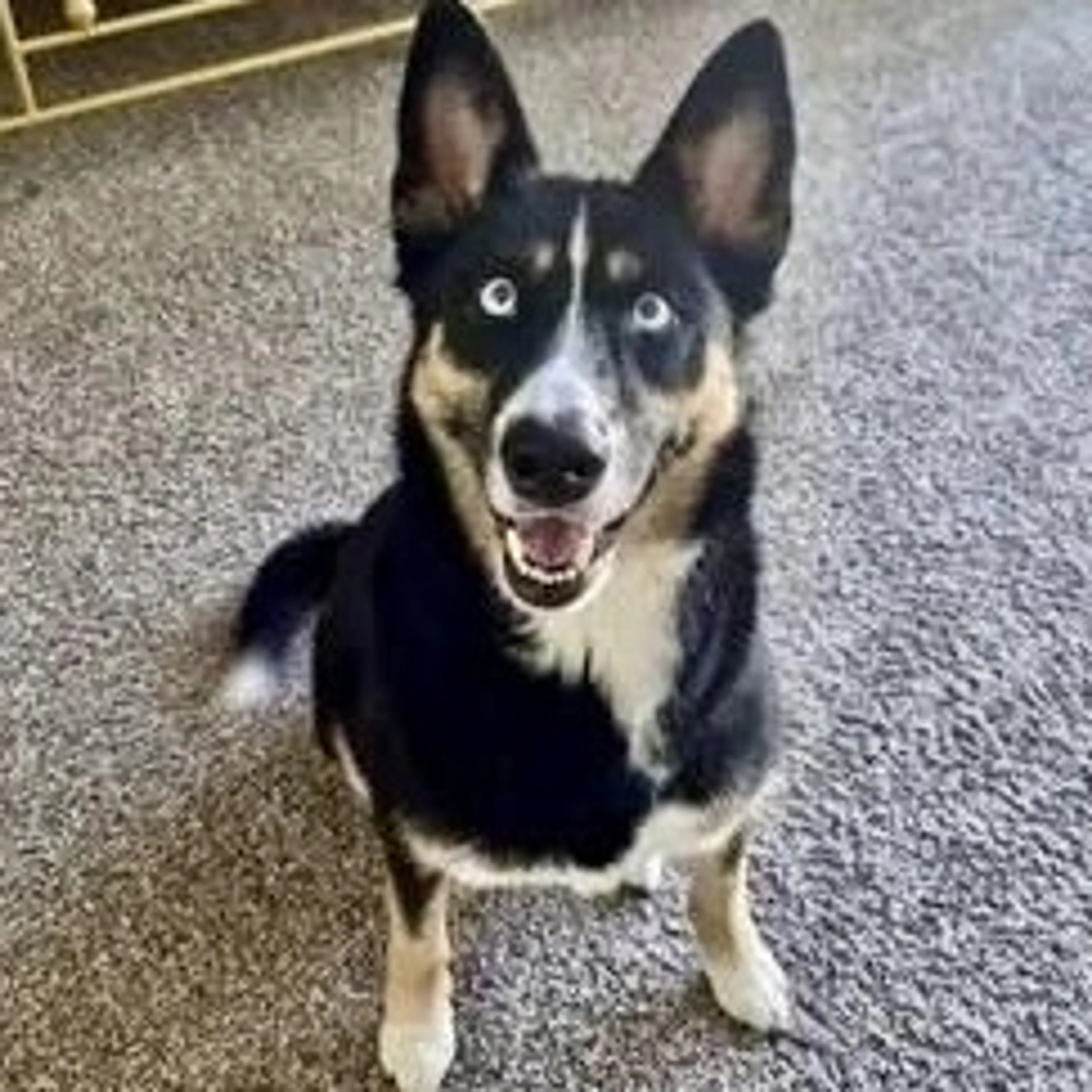 Found pet-0
