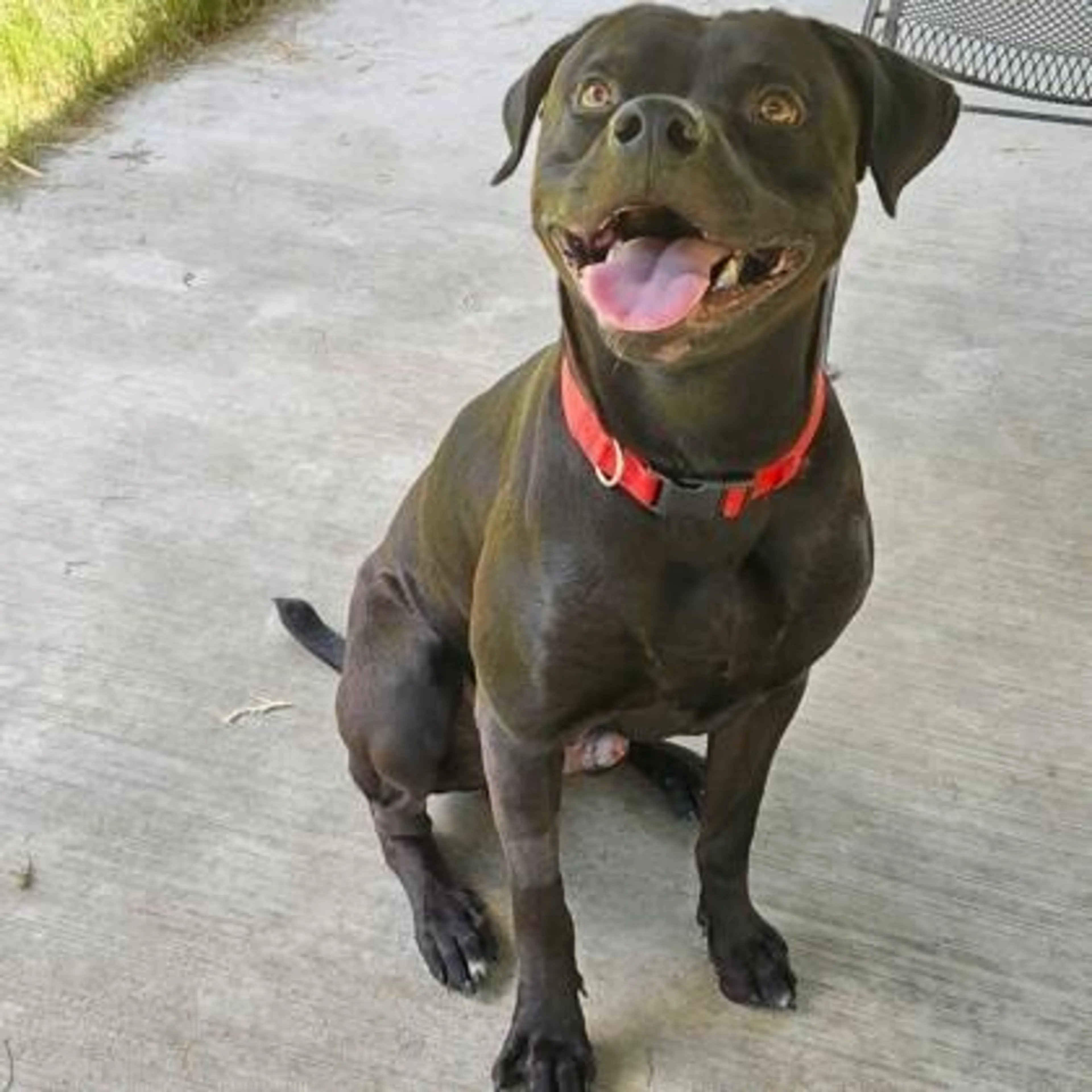 Found pet