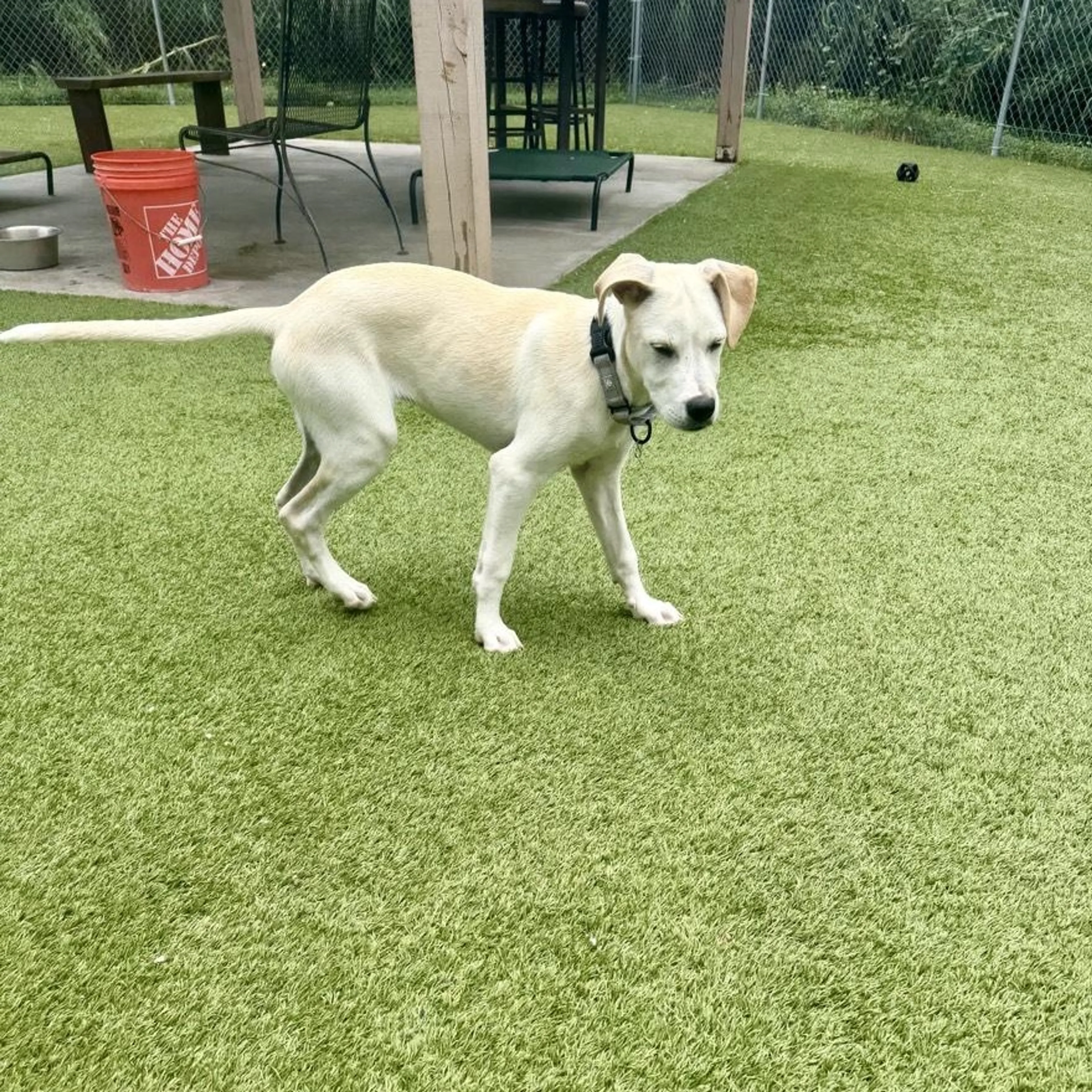 Found pet-3