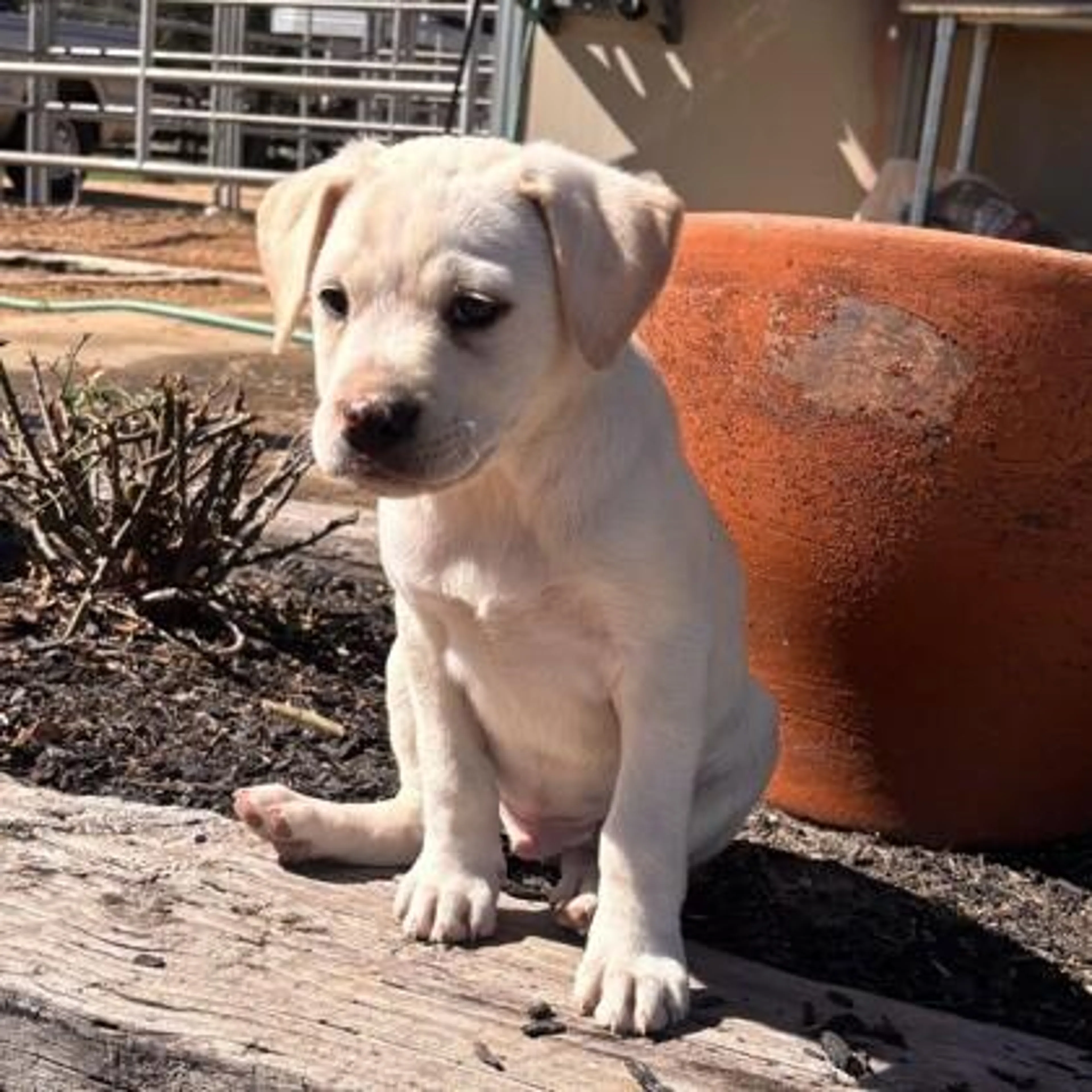 Found pet-2