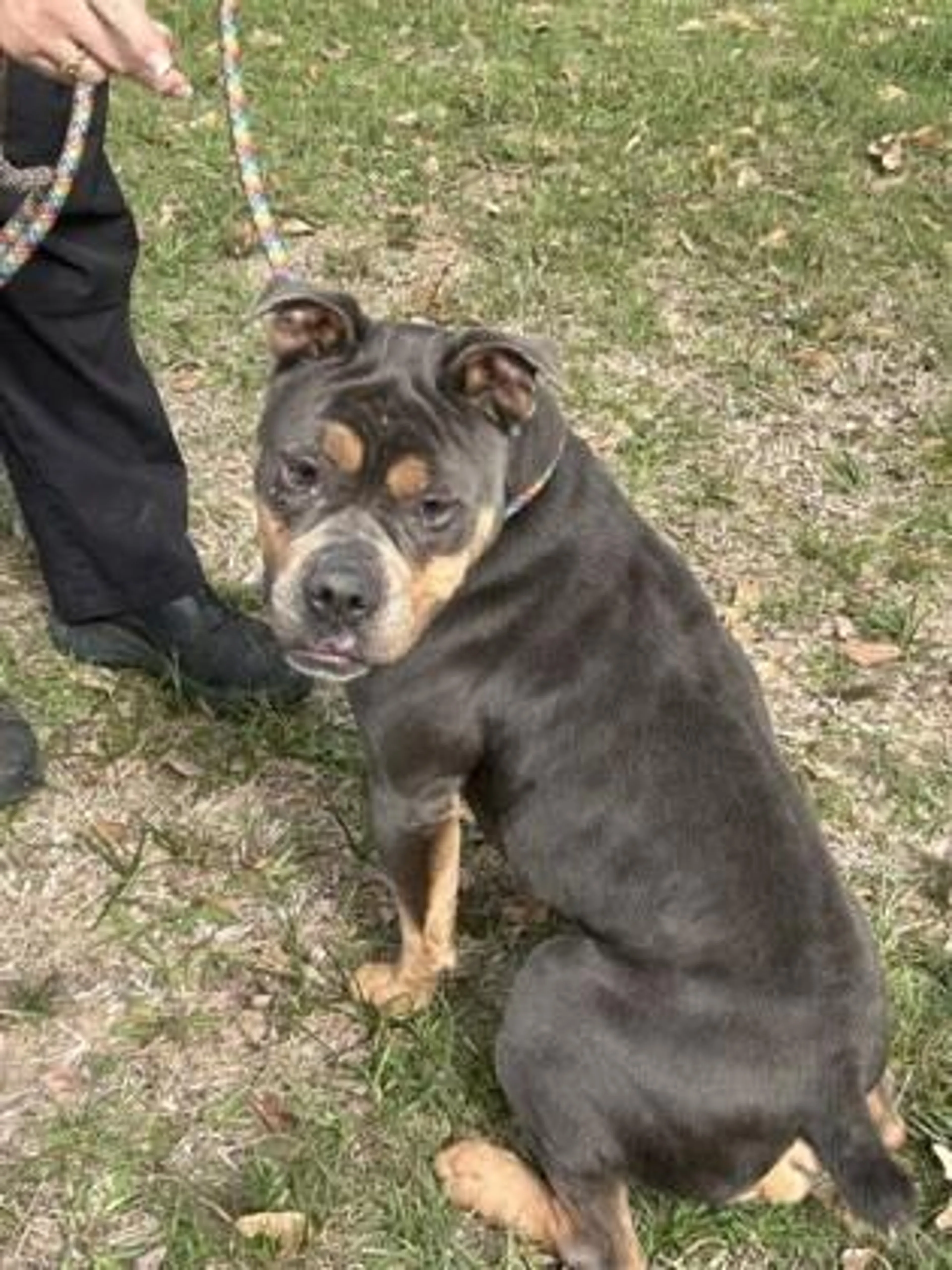 Found pet