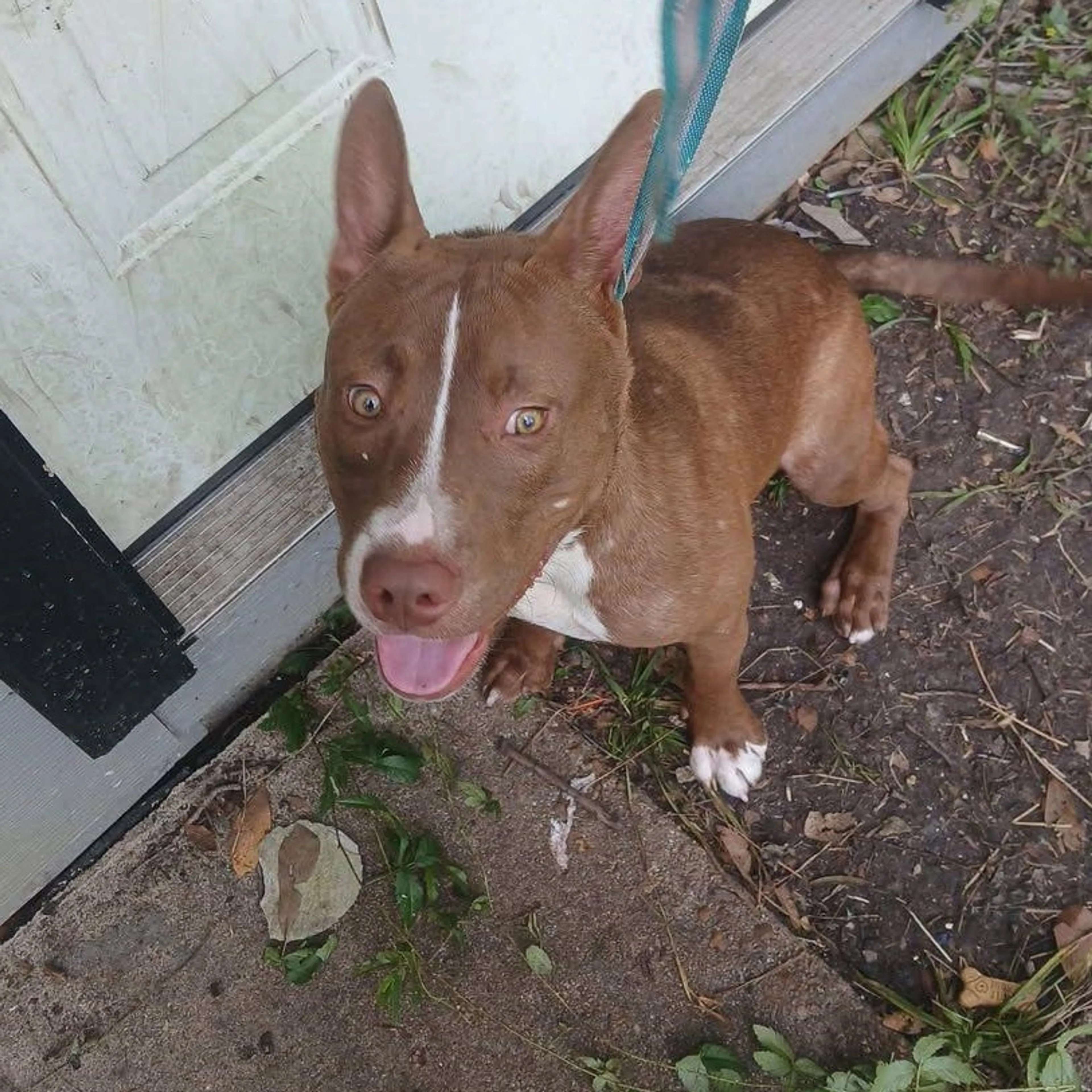 Found pet