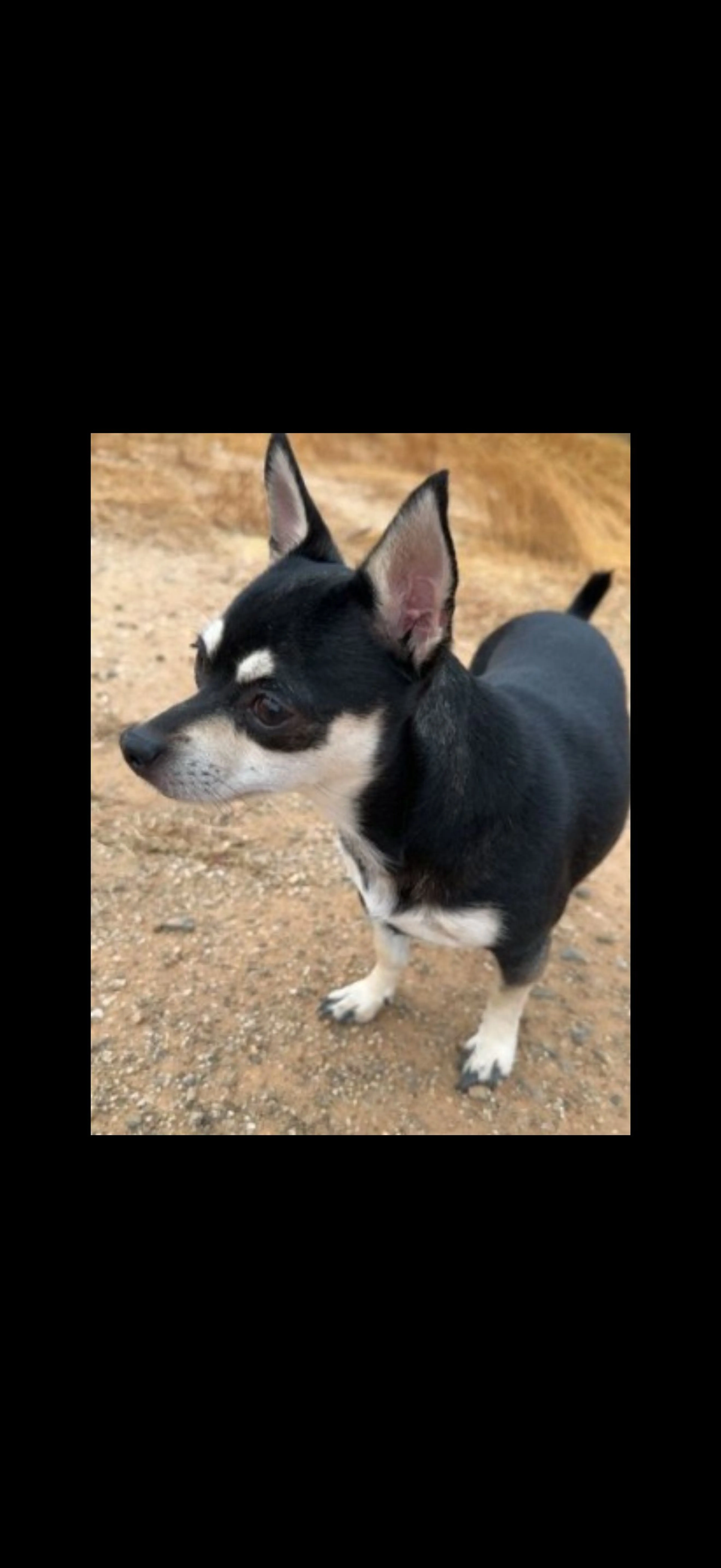 Lost pet