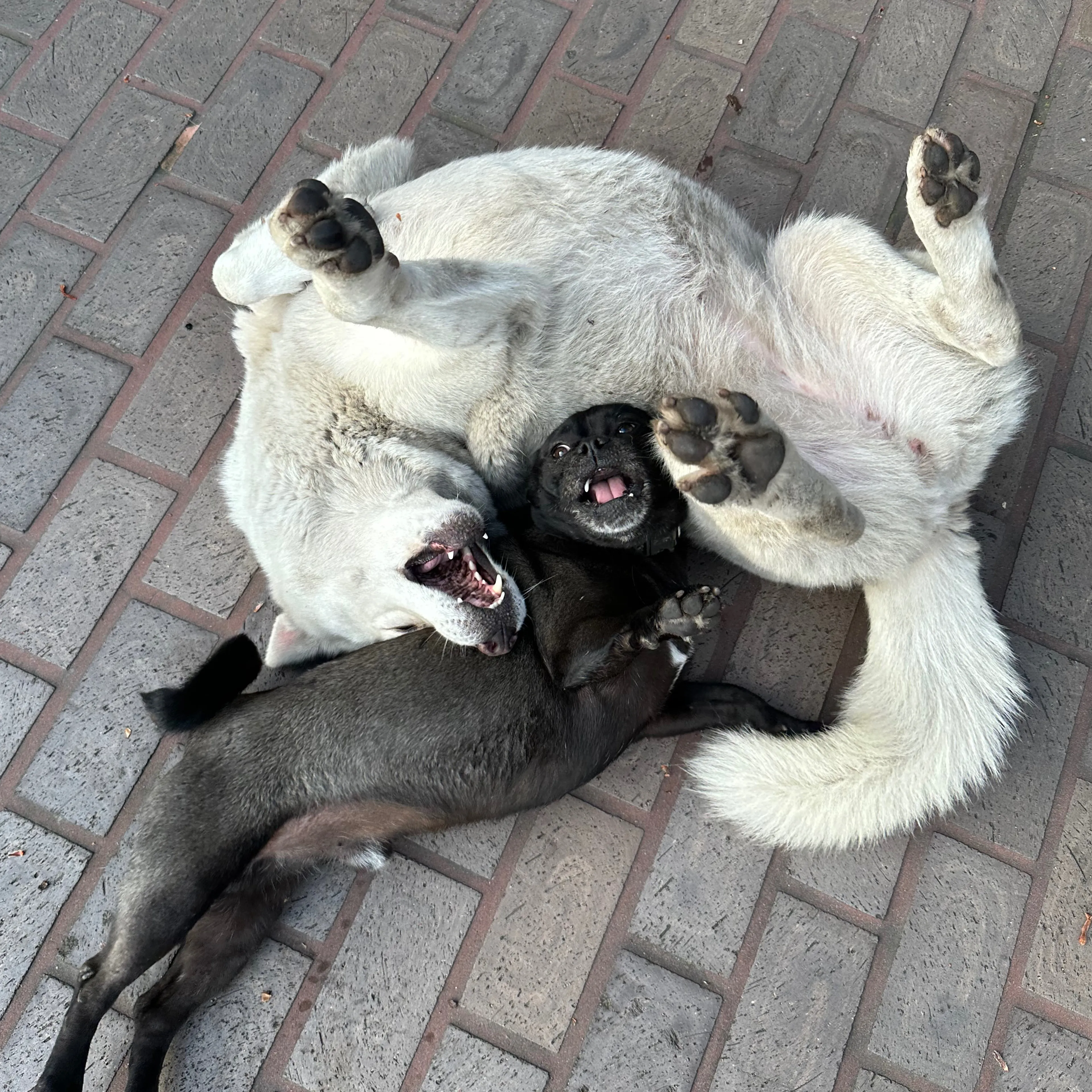 Found pet-1