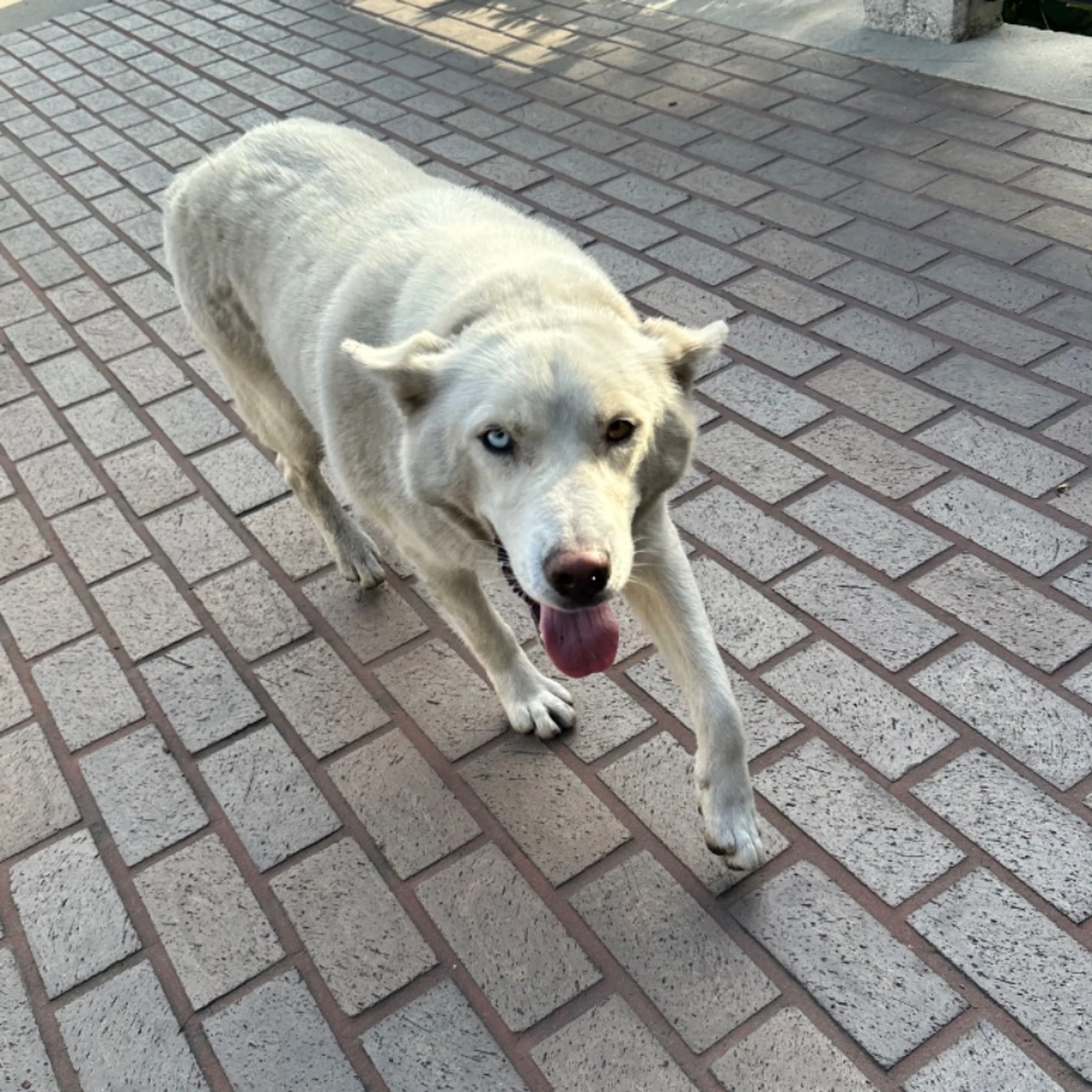 Found pet-0