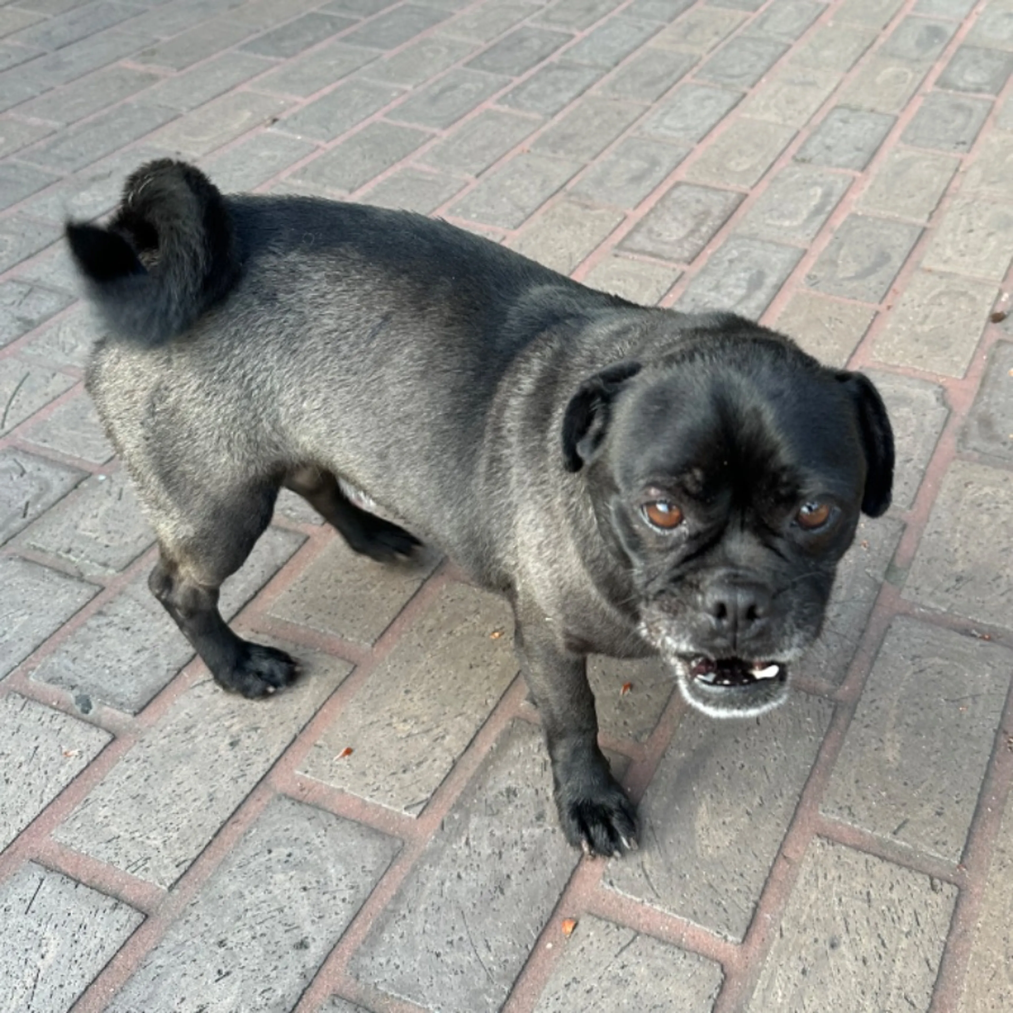Found pet