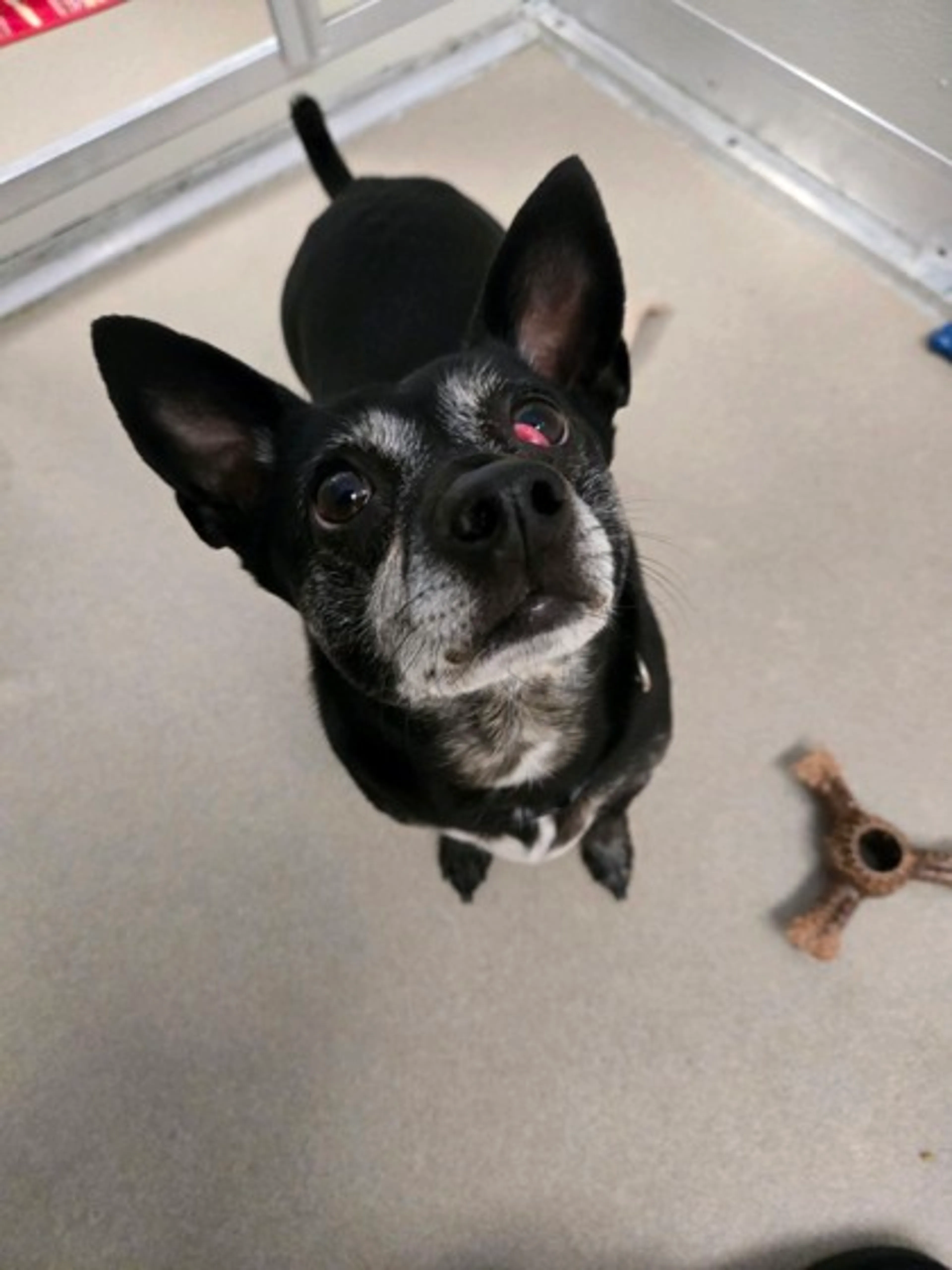 Found pet-1