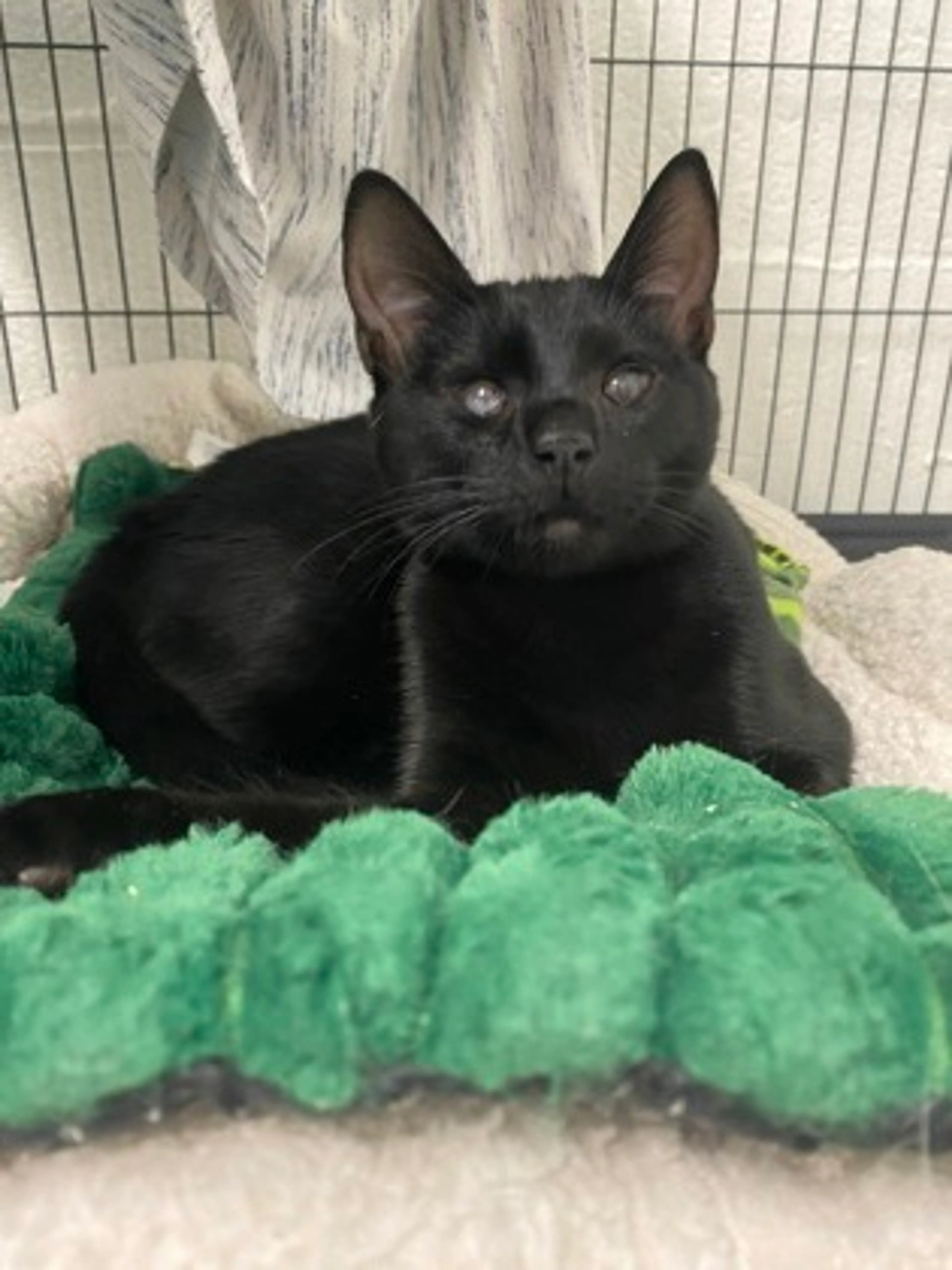 Found pet