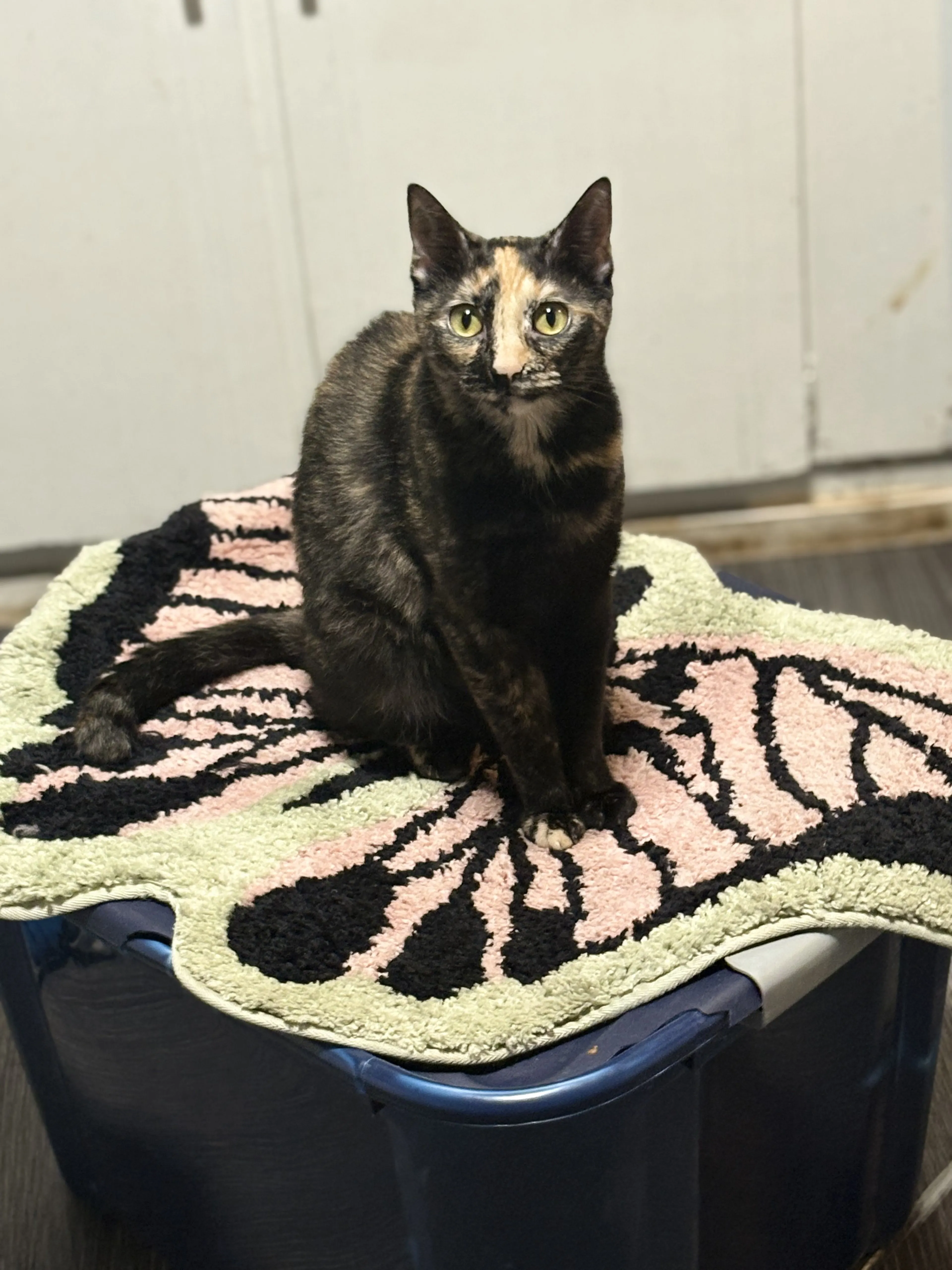 Lost pet-1
