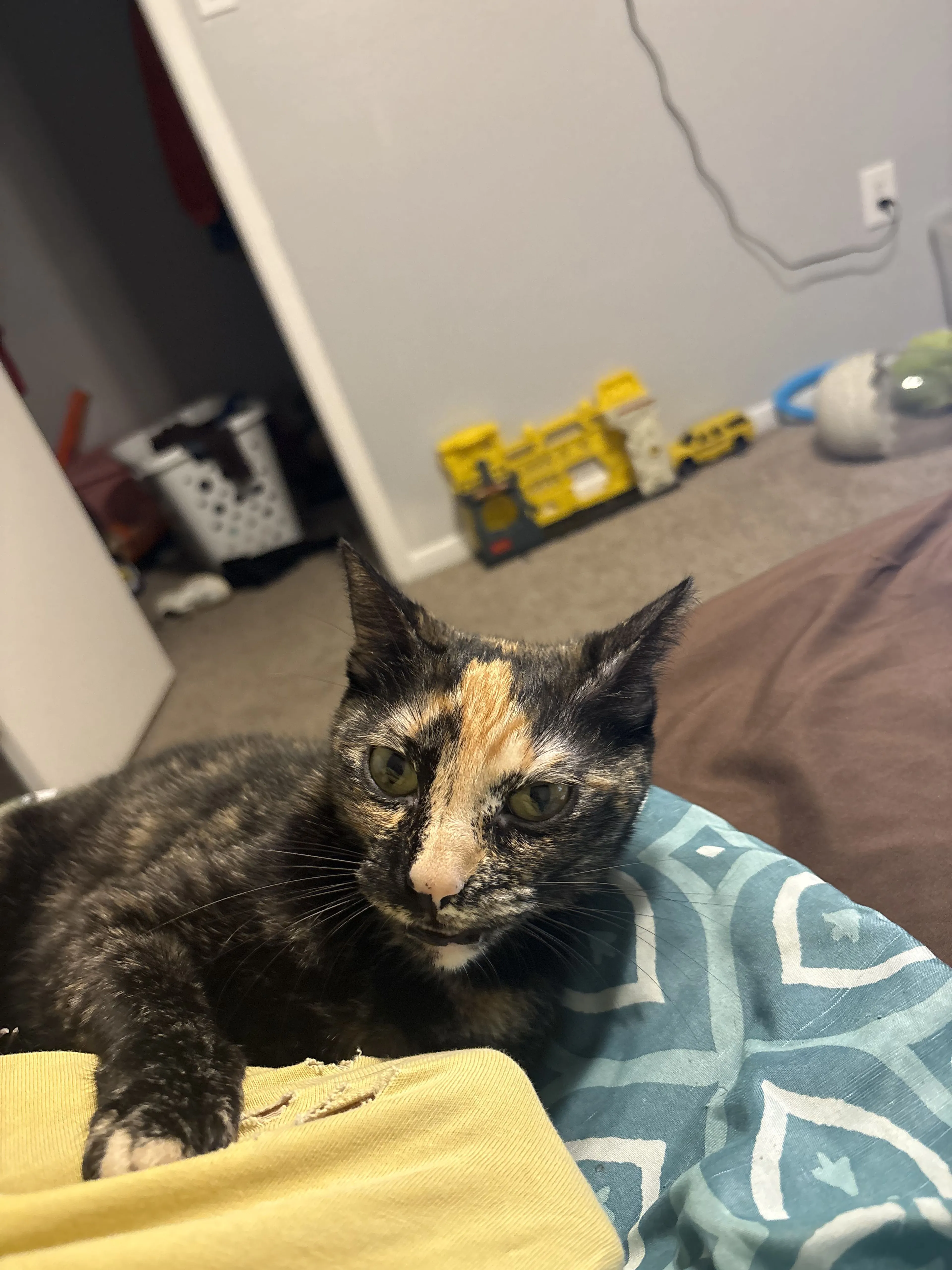 Lost pet-0