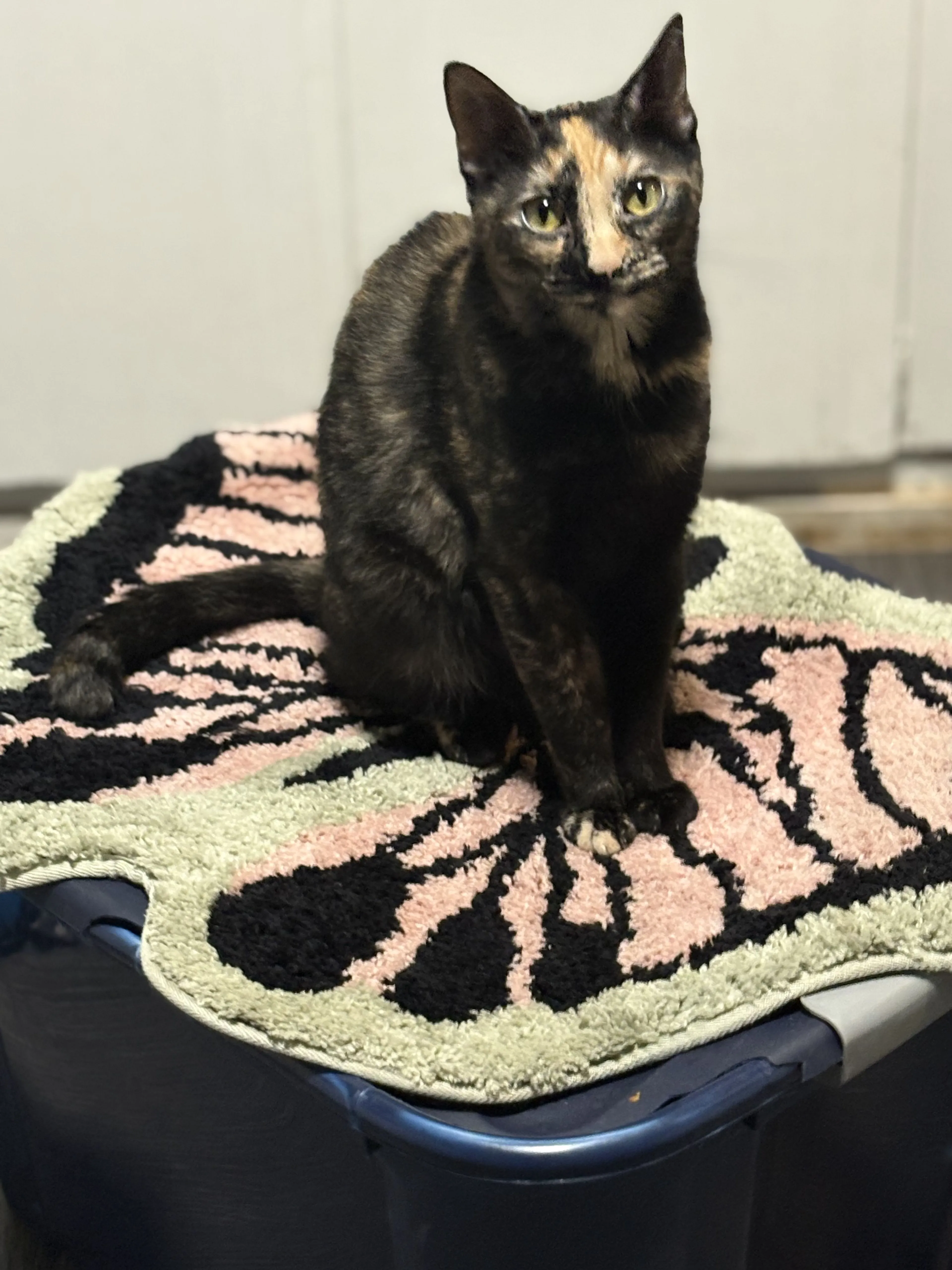 Lost pet-2