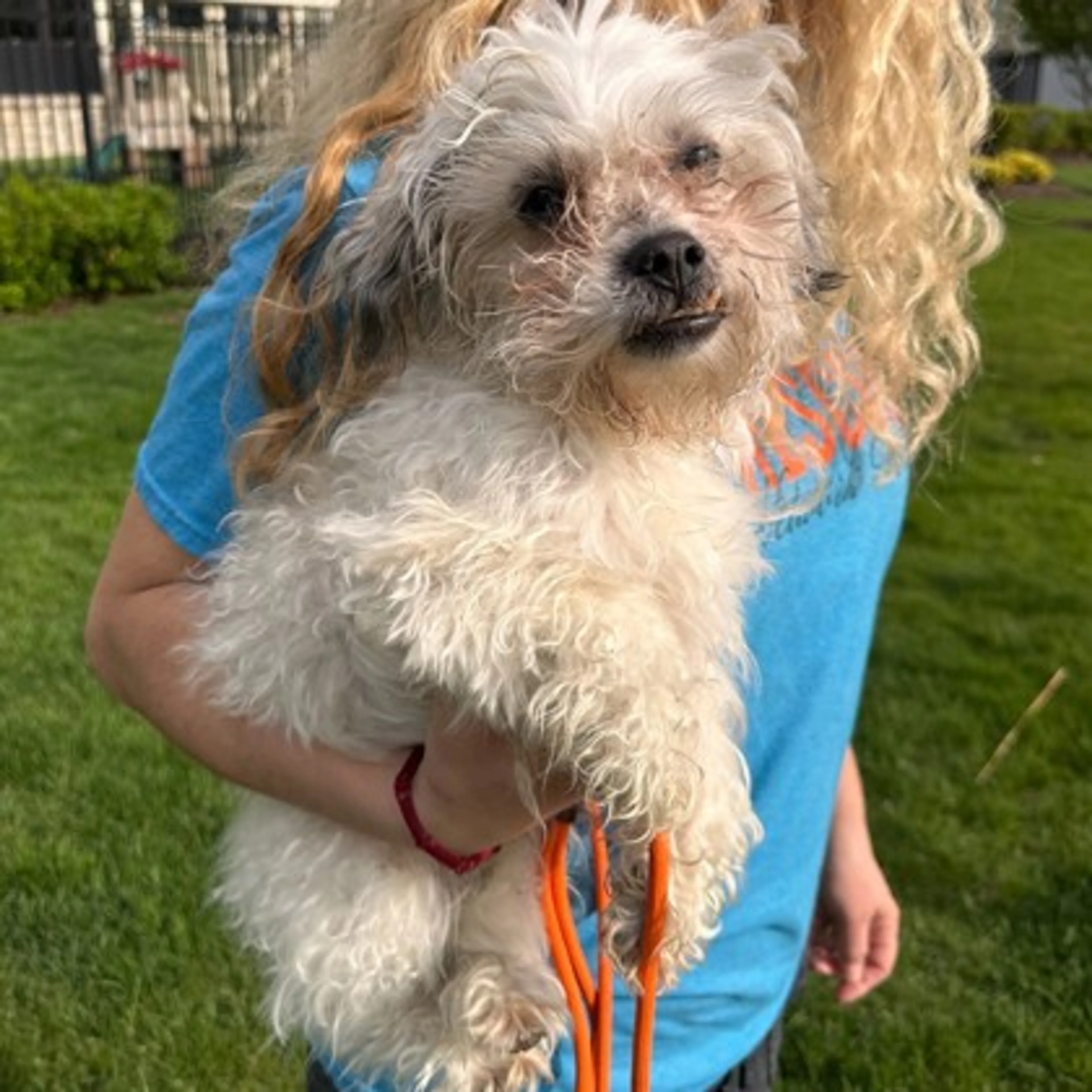 Found pet-1