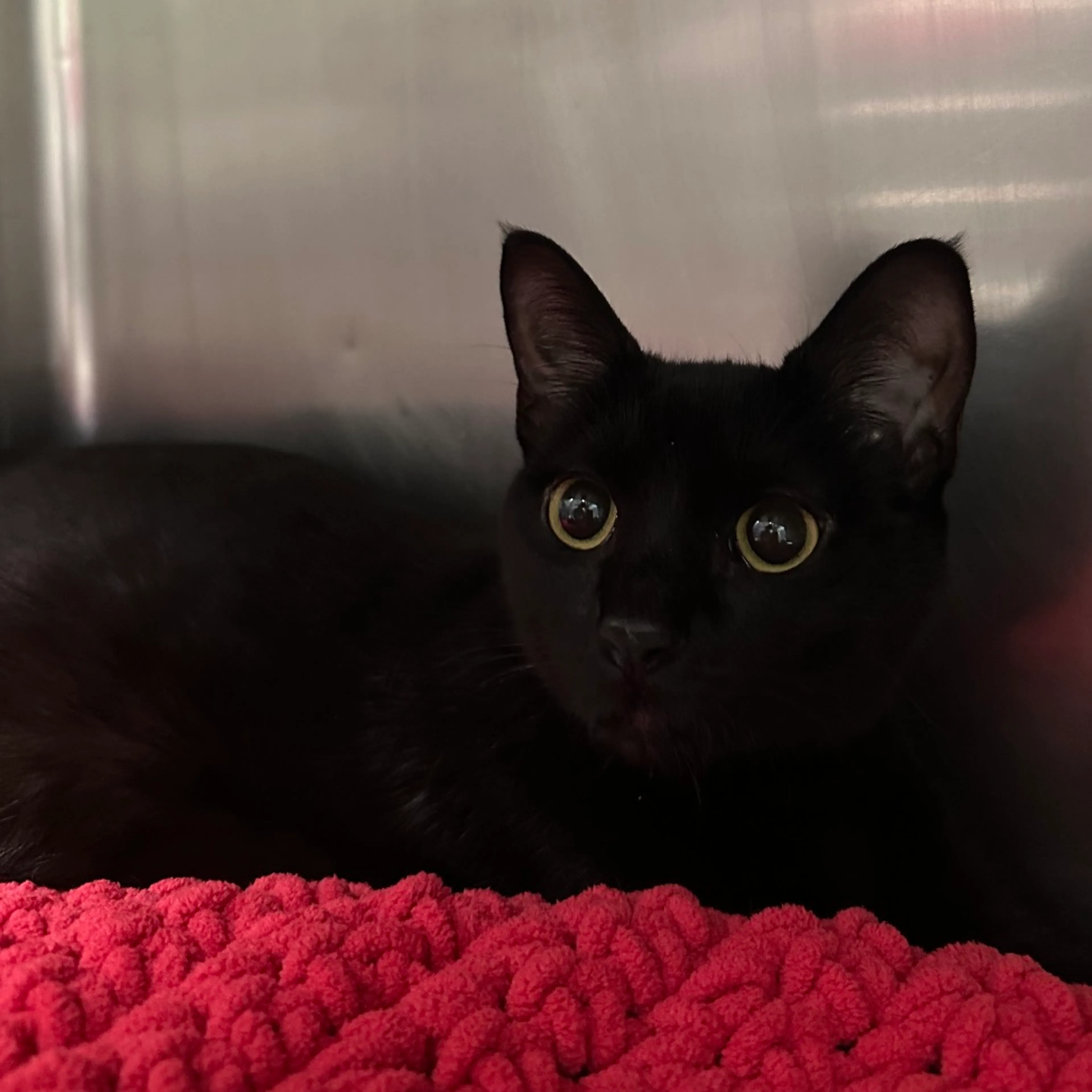 Found pet-2