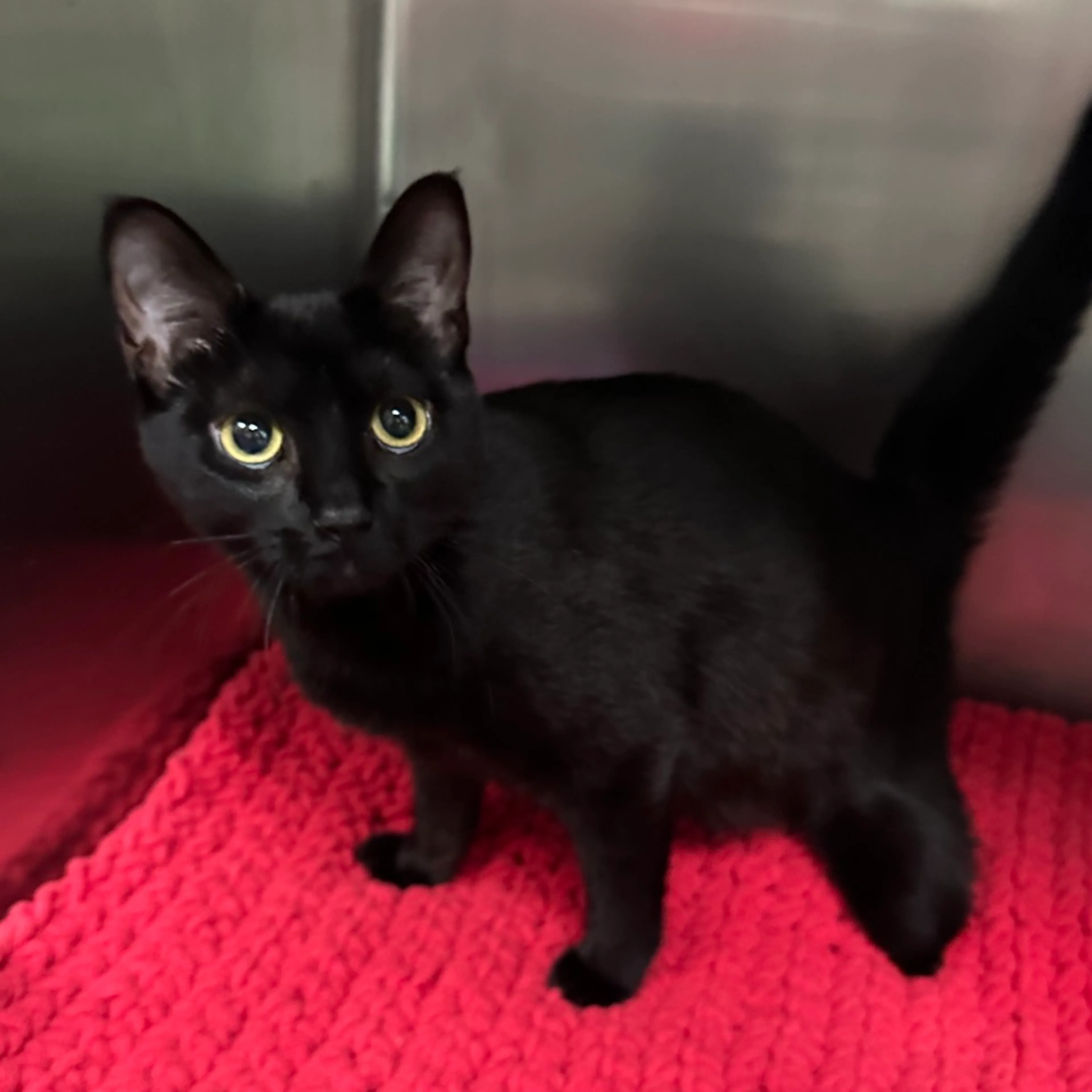 Found pet-1