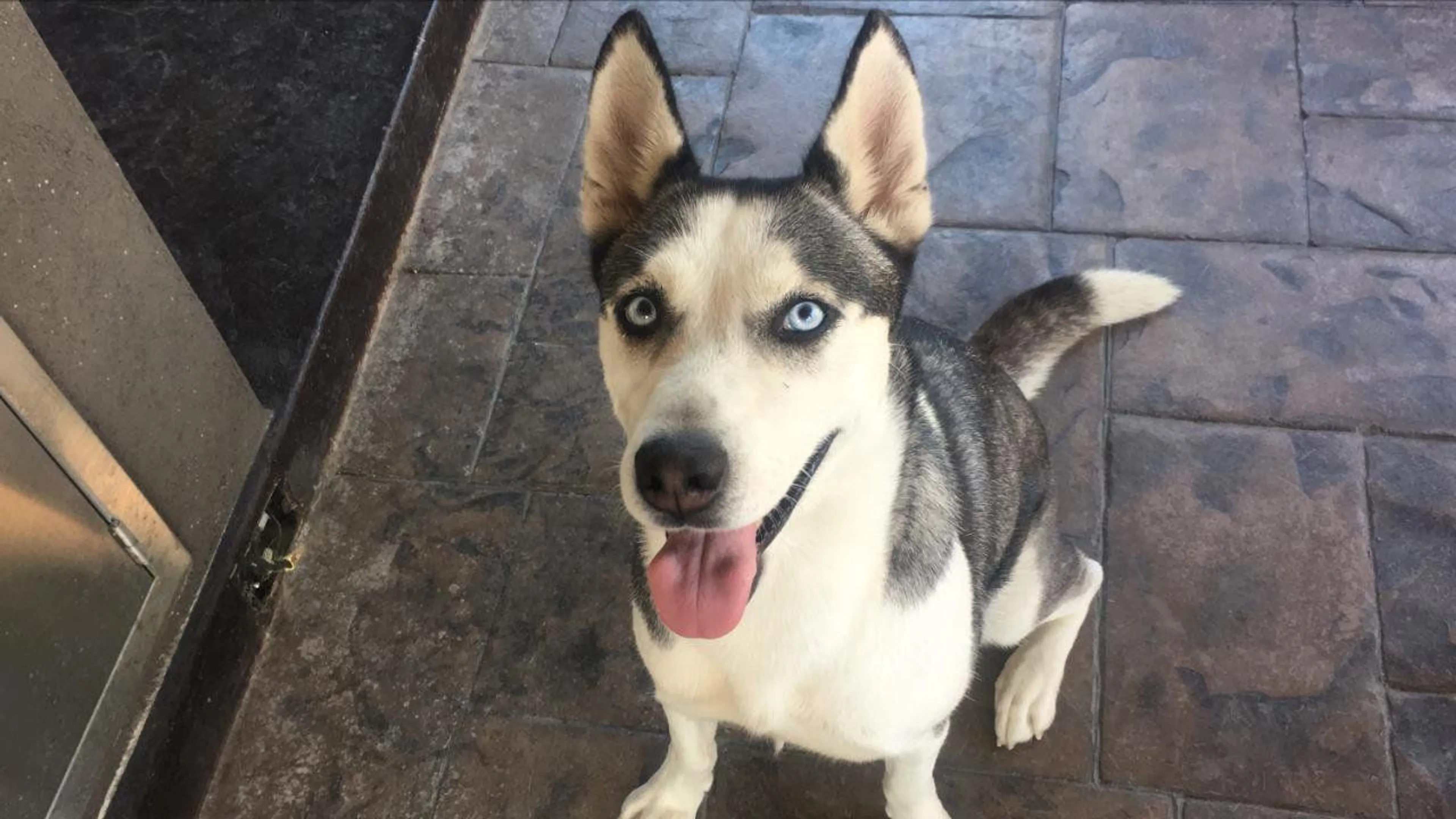 Lost pet-1