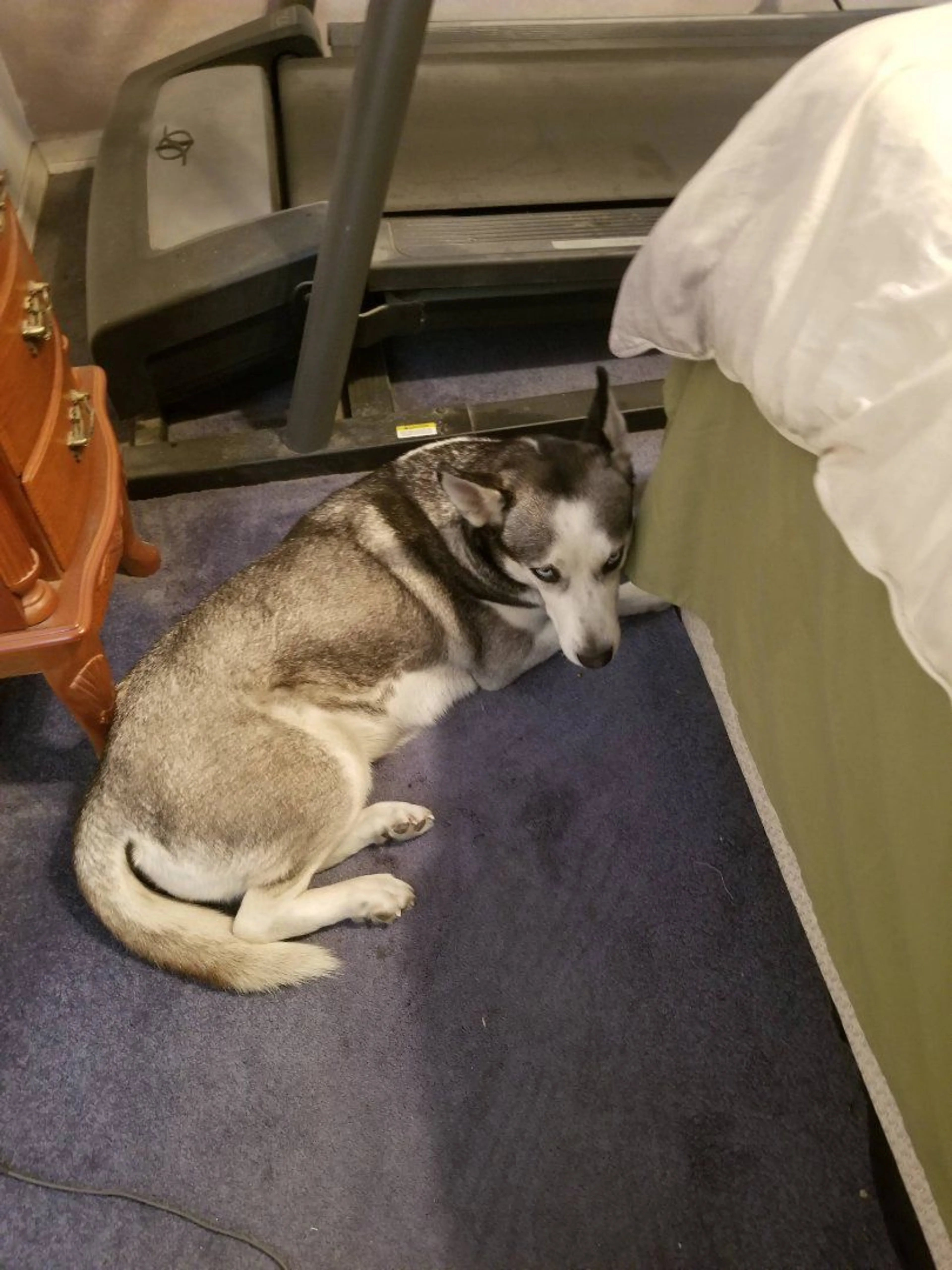 Lost pet-0