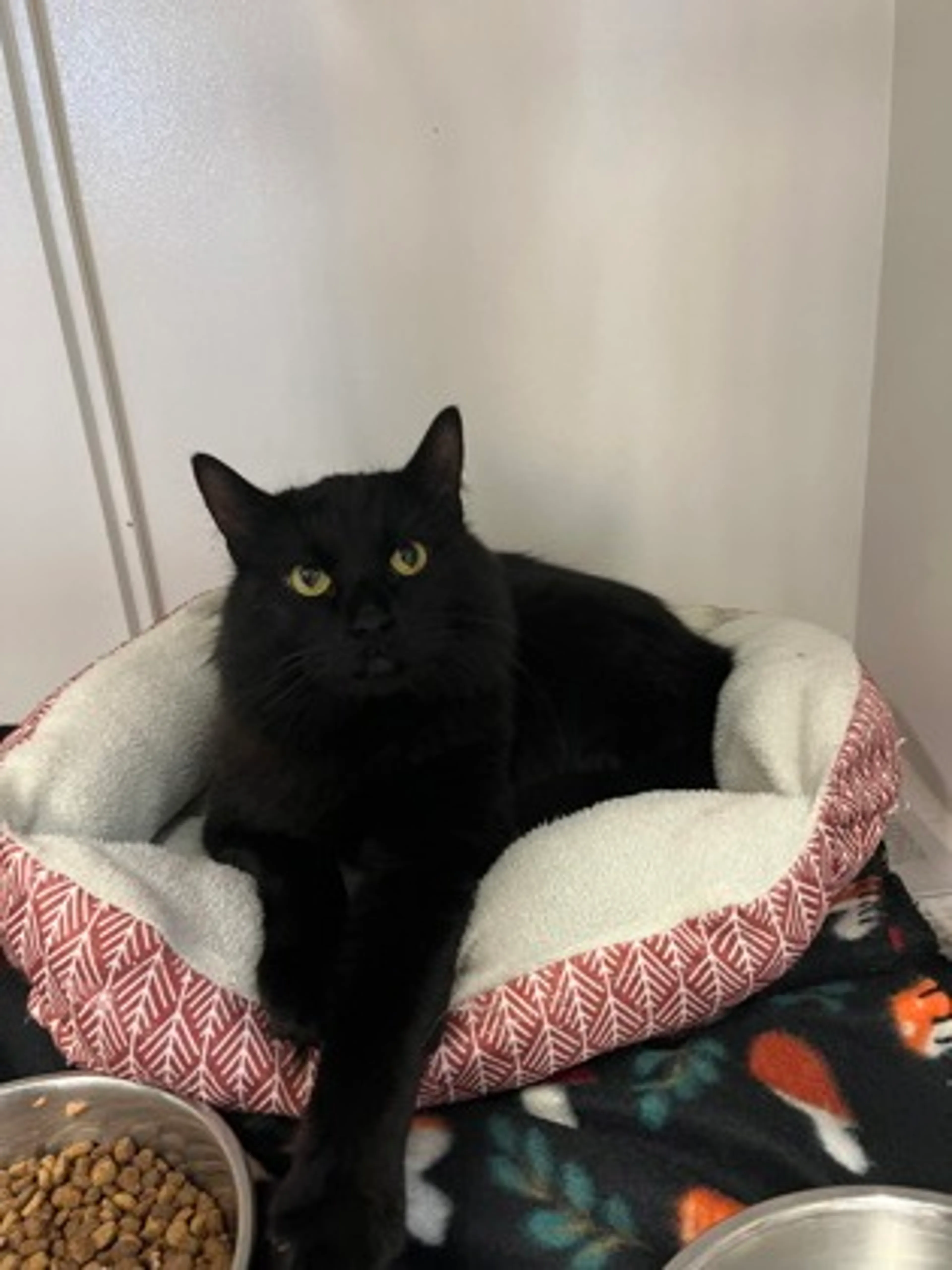 Found pet