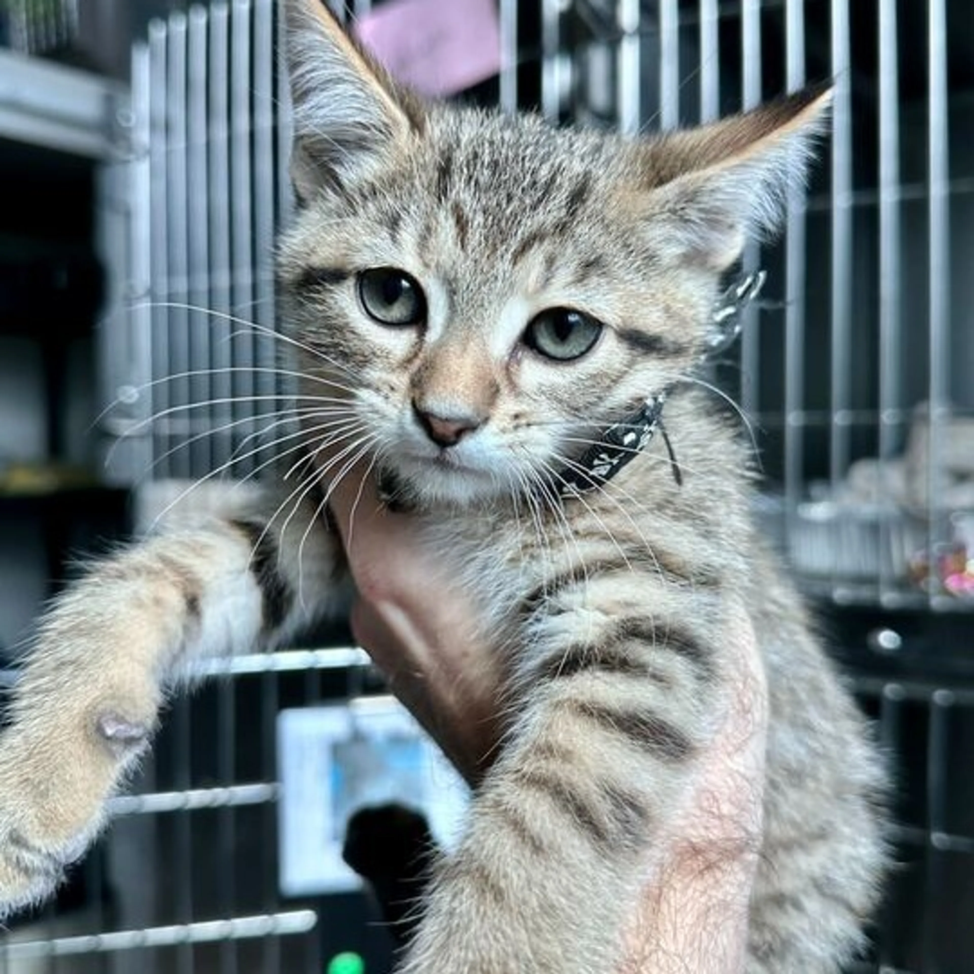 Found pet