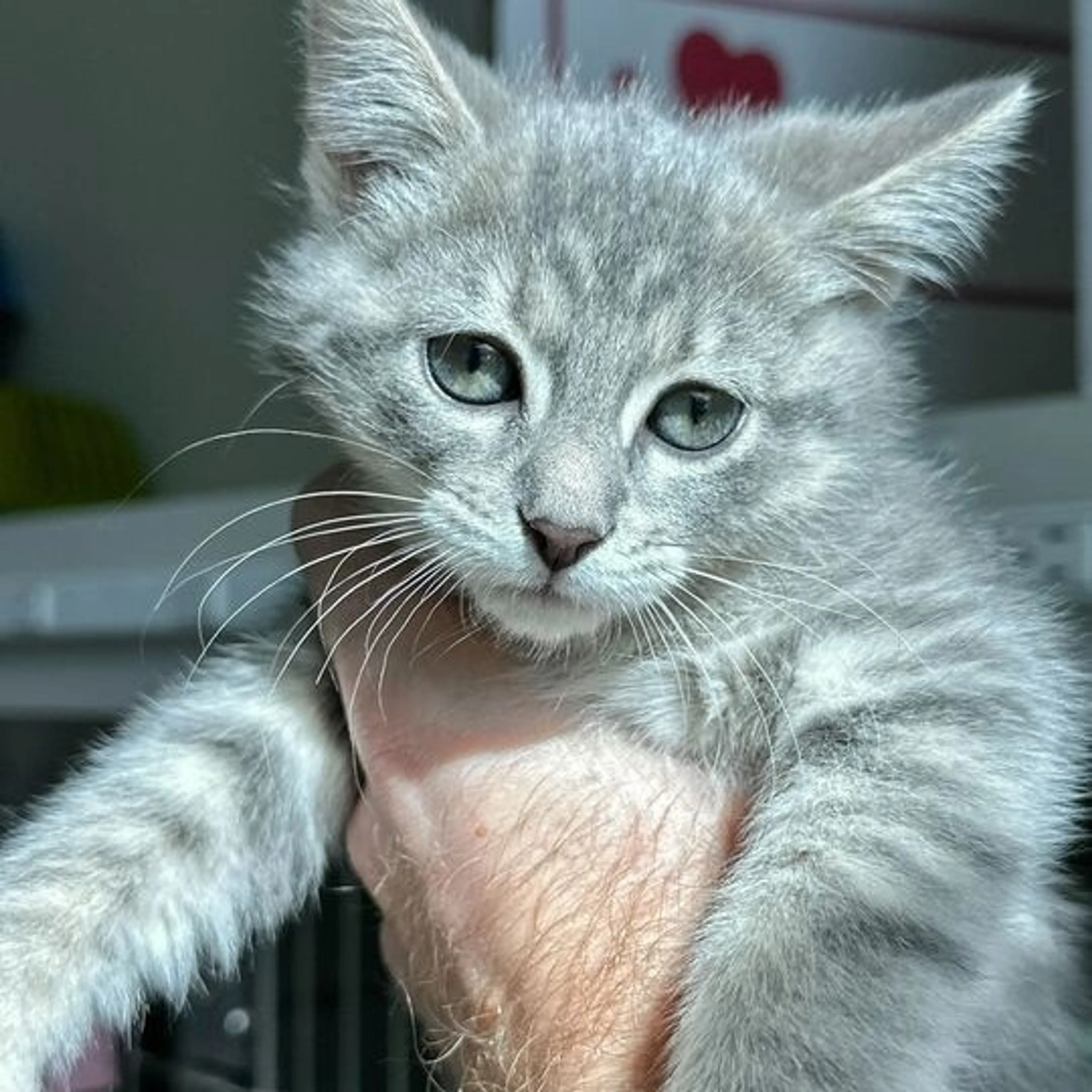 Found pet
