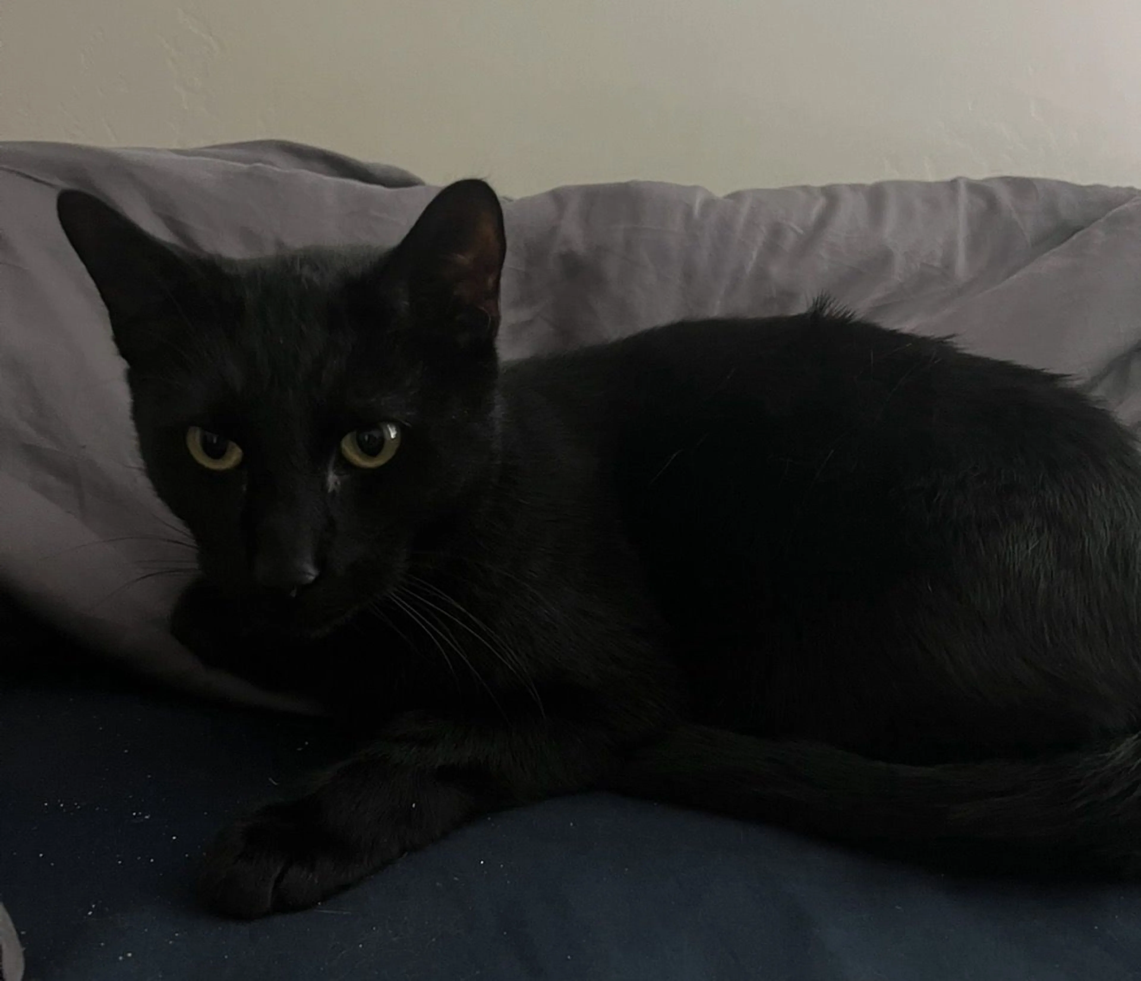 Lost pet-2