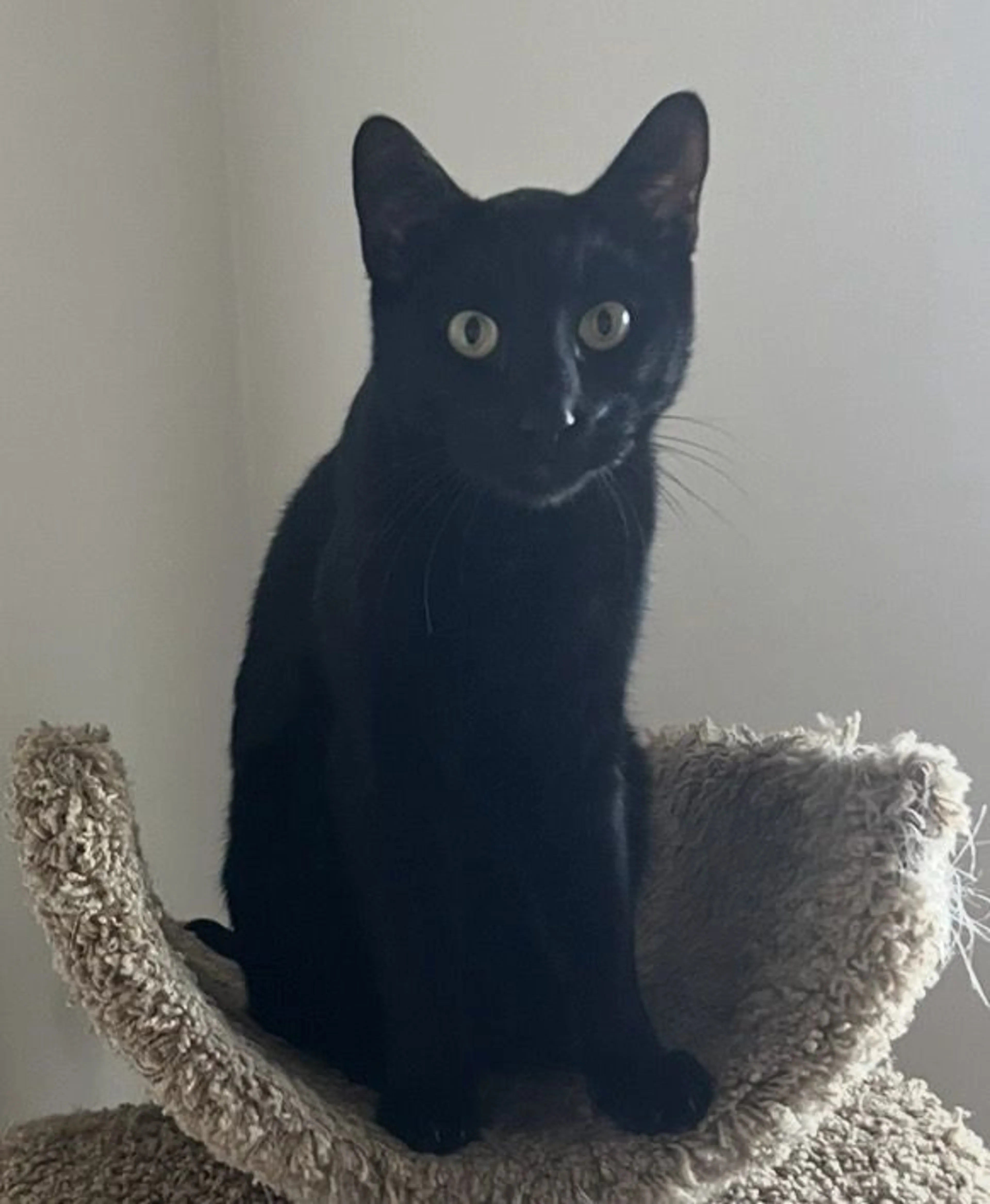 Lost pet-0