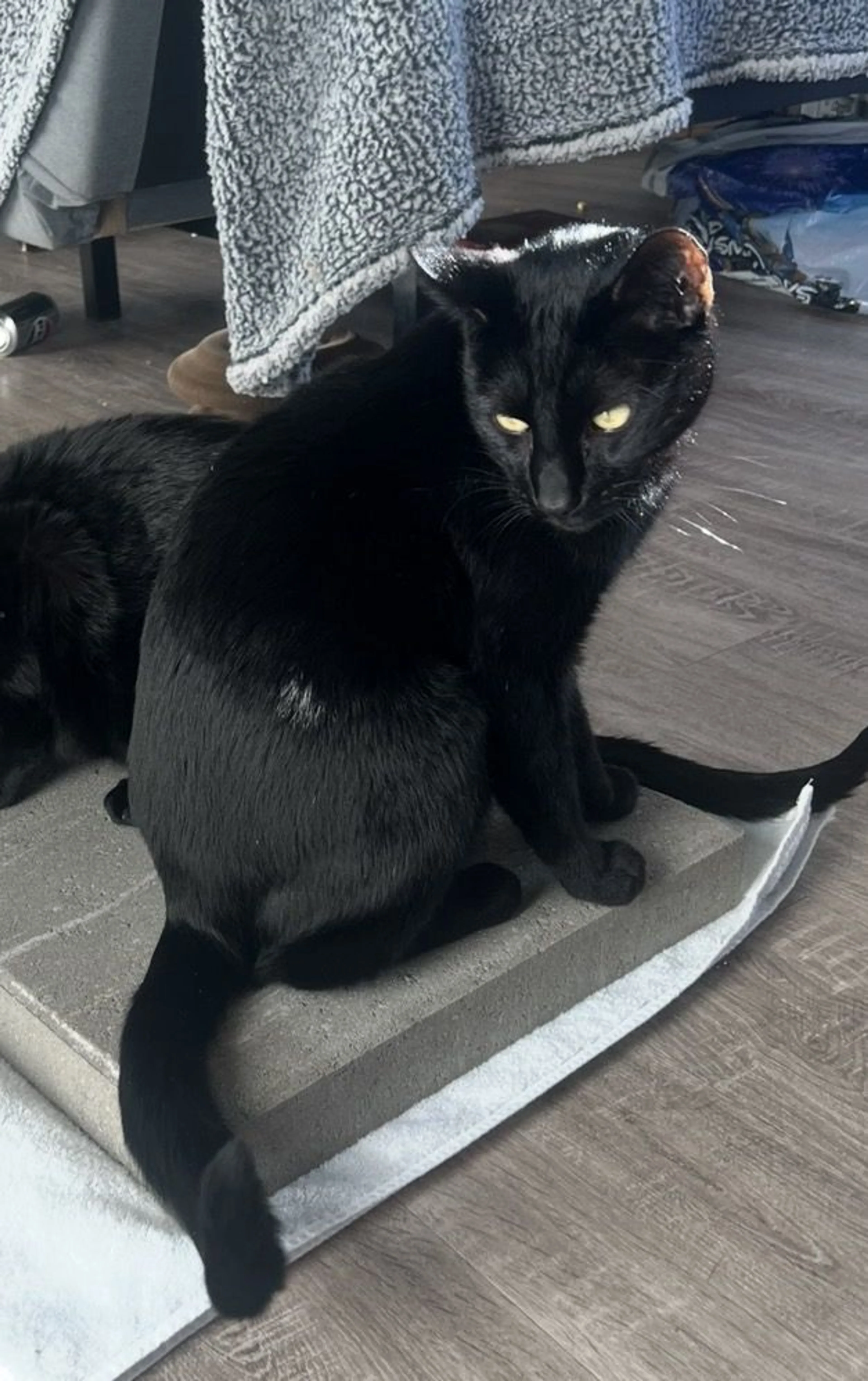 Lost pet-1