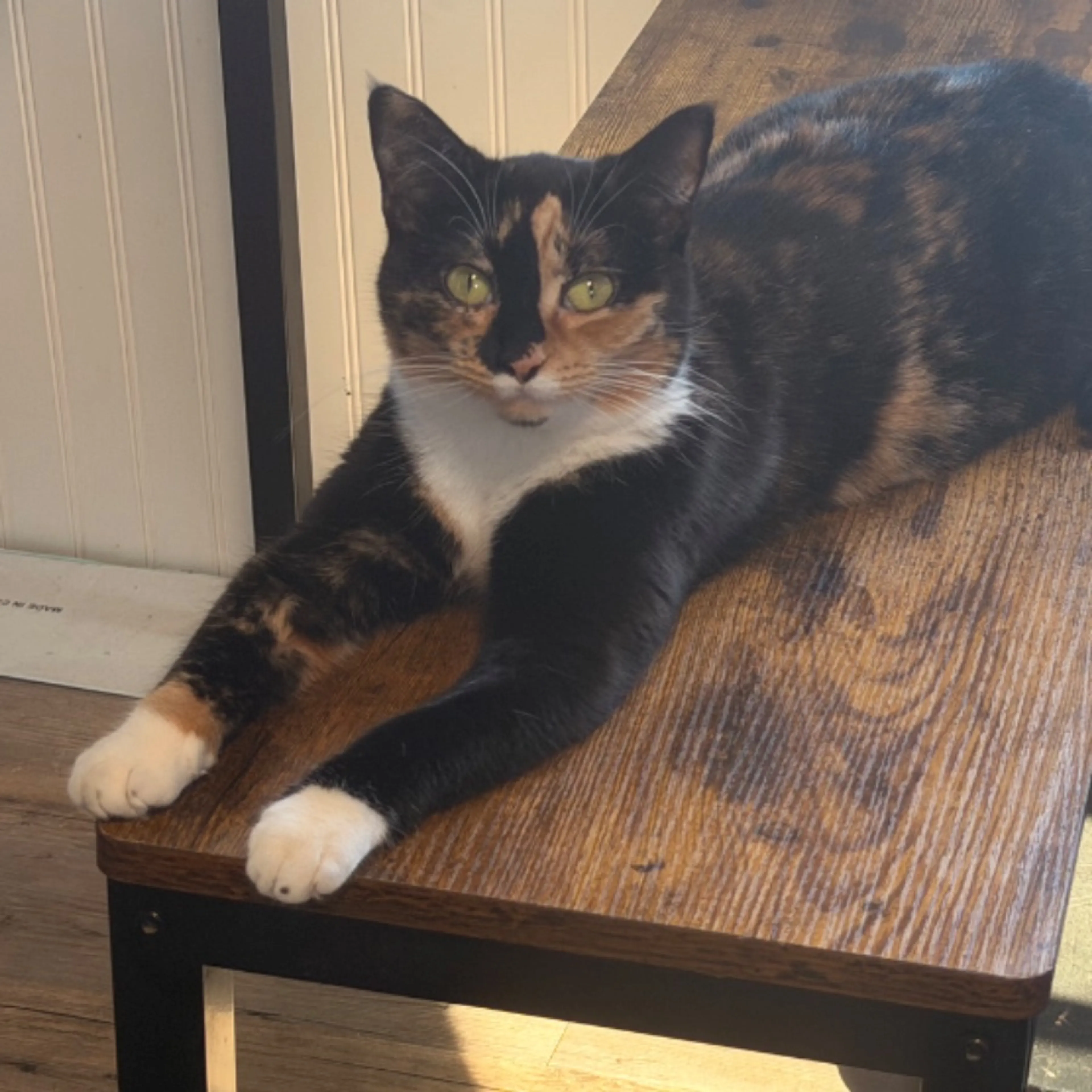 Lost pet