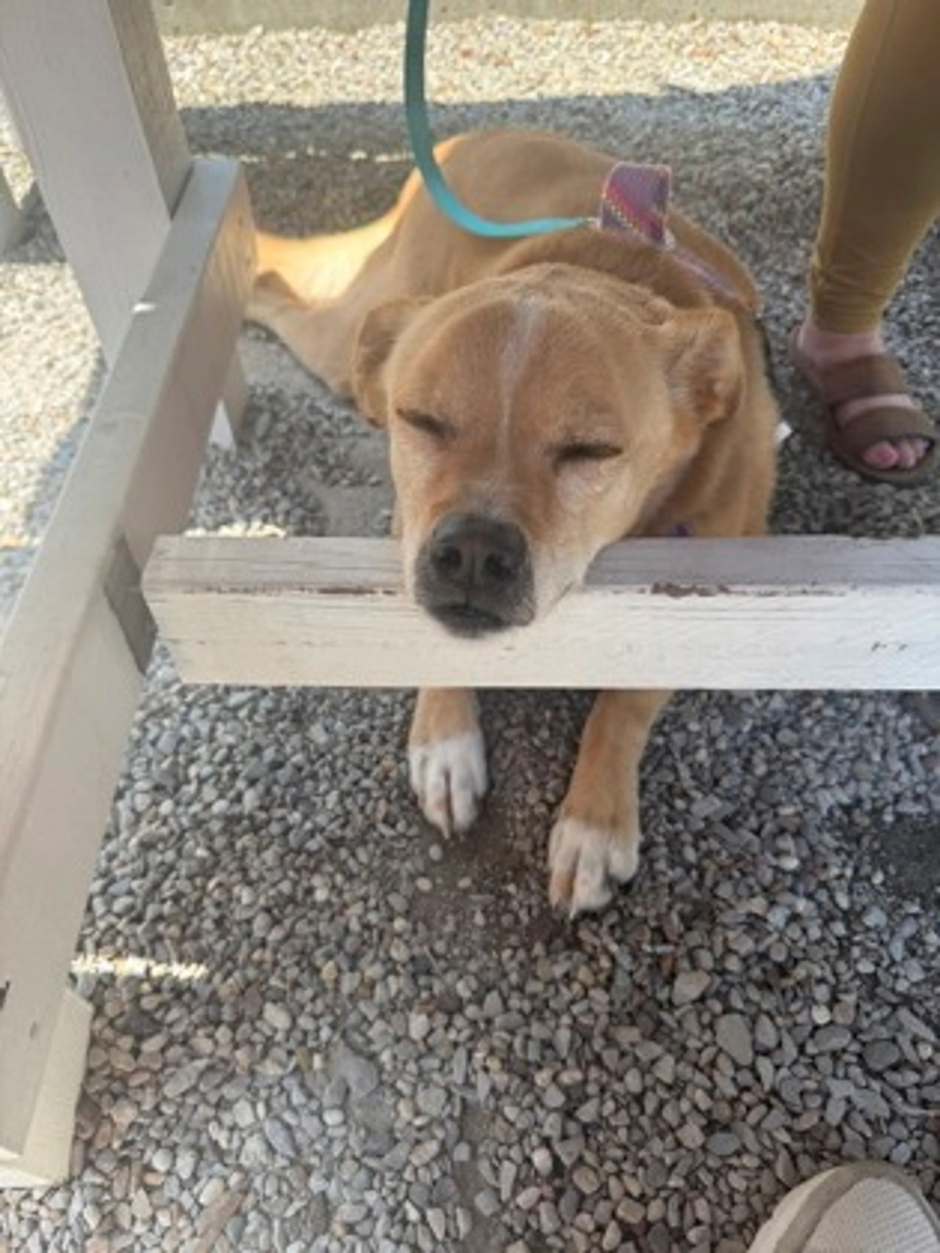 Found pet-2
