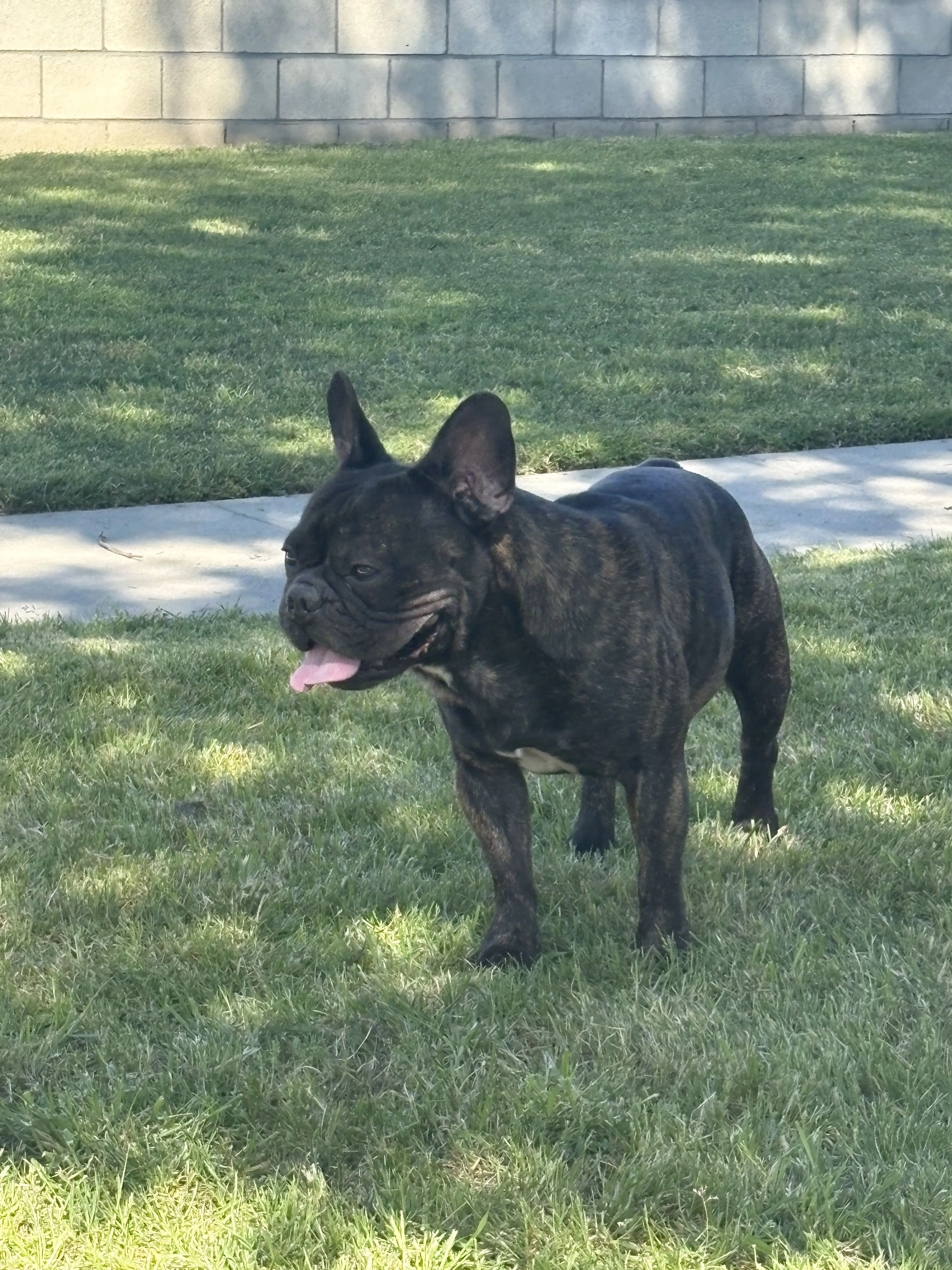 Lost pet-2